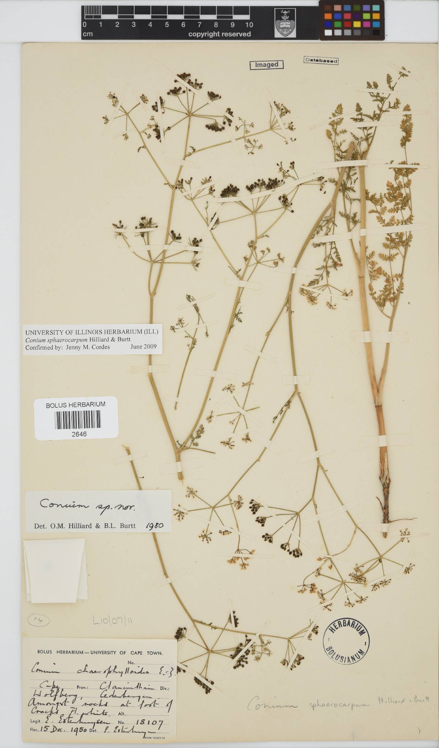 Conium sphaerocarpum image
