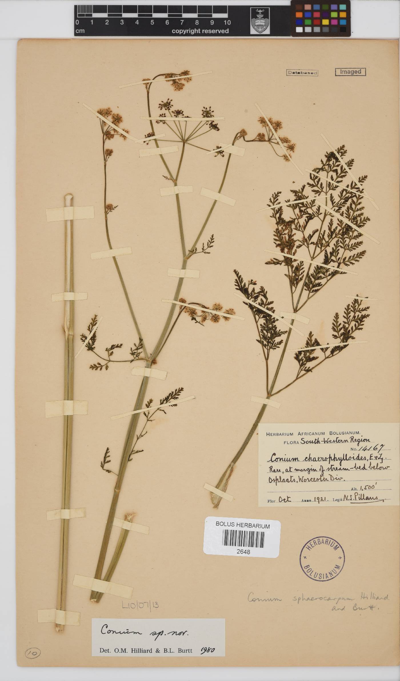 Conium sphaerocarpum image
