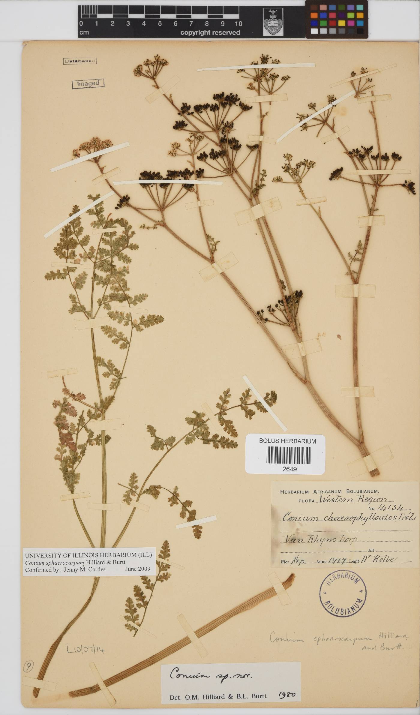 Conium sphaerocarpum image