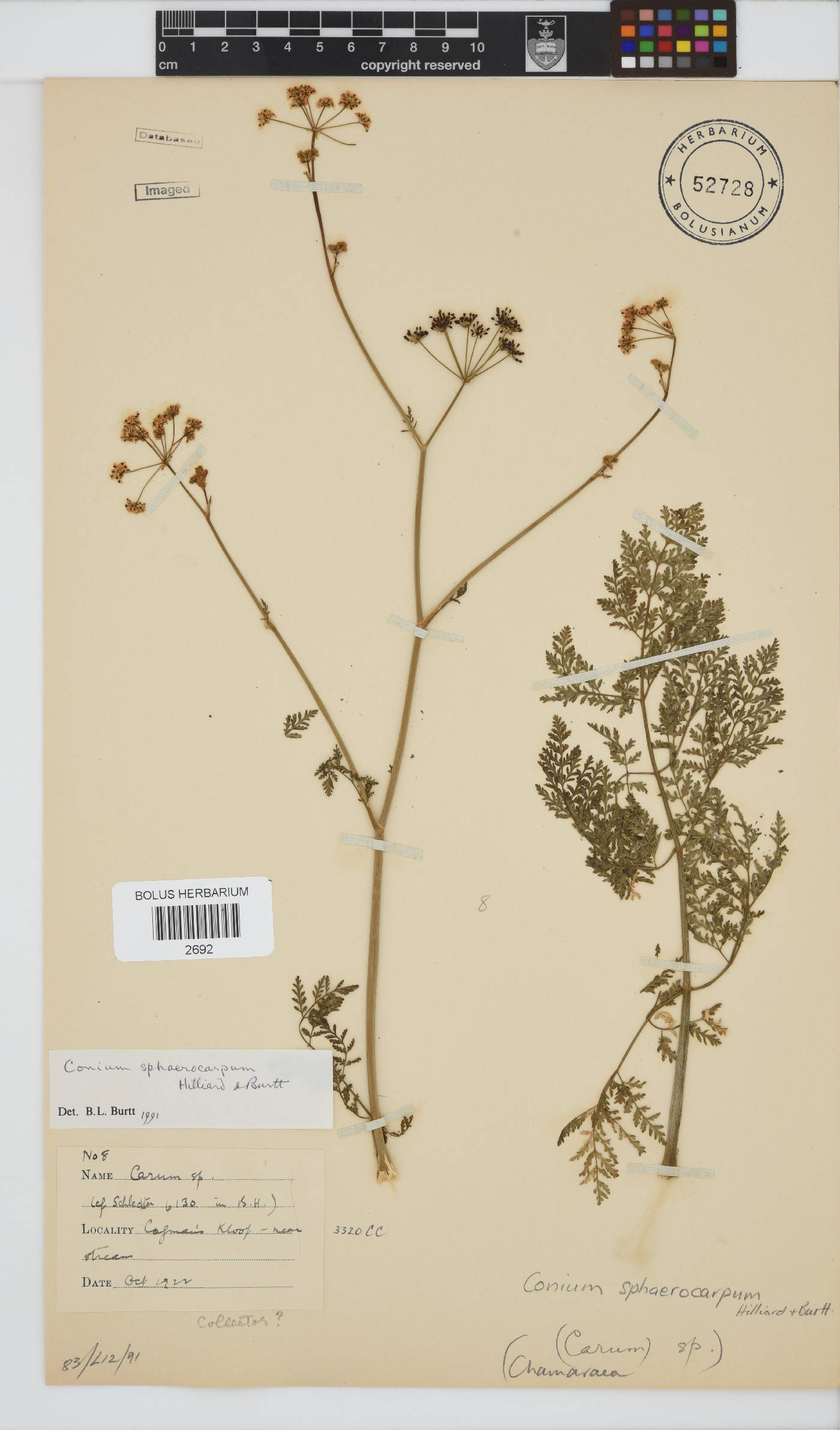 Conium sphaerocarpum image