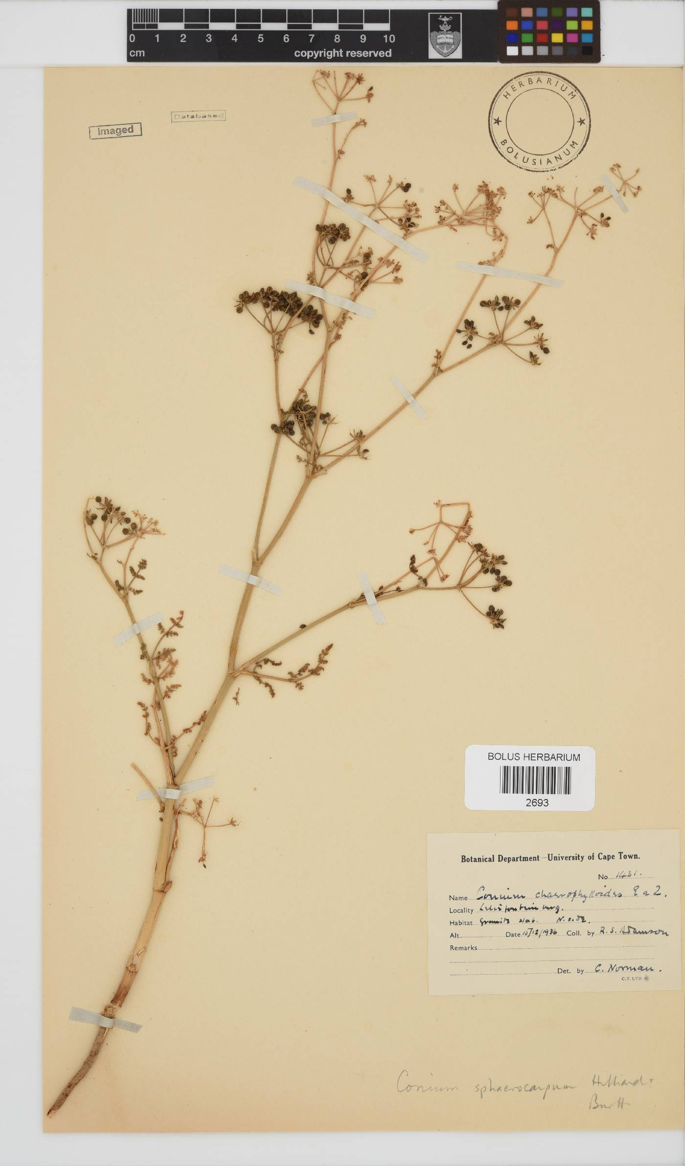 Conium image