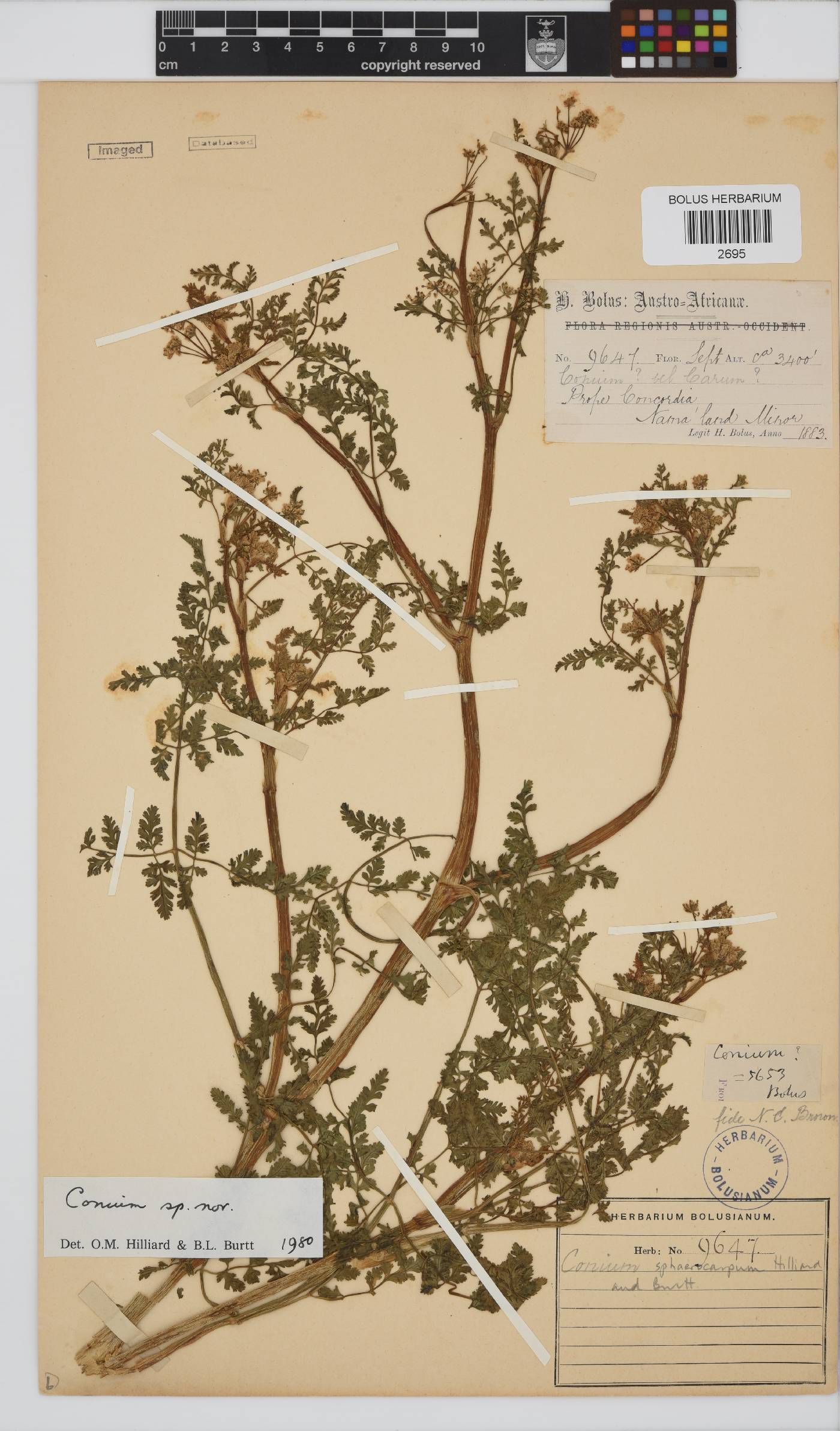 Conium sphaerocarpum image