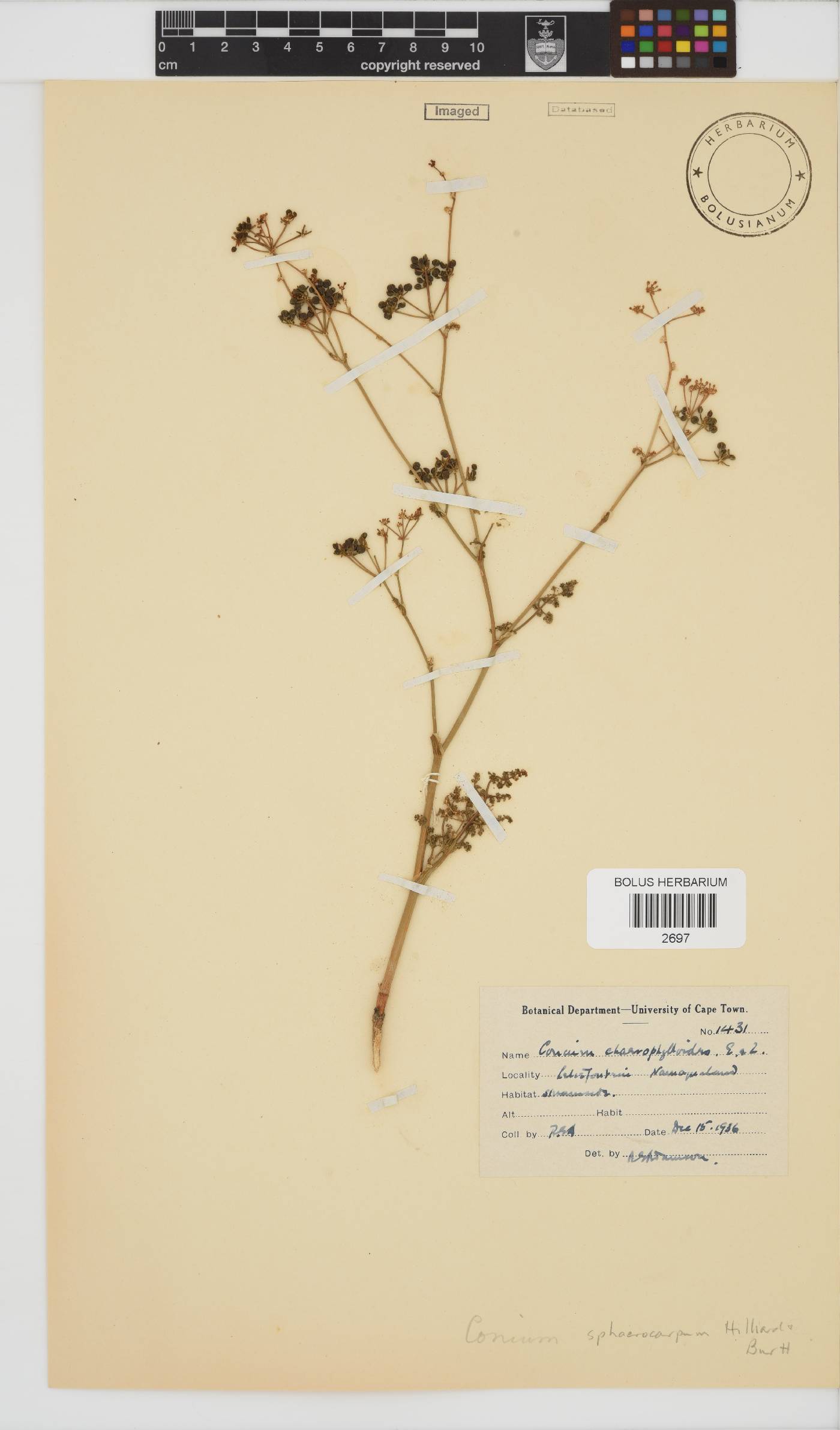 Conium sphaerocarpum image
