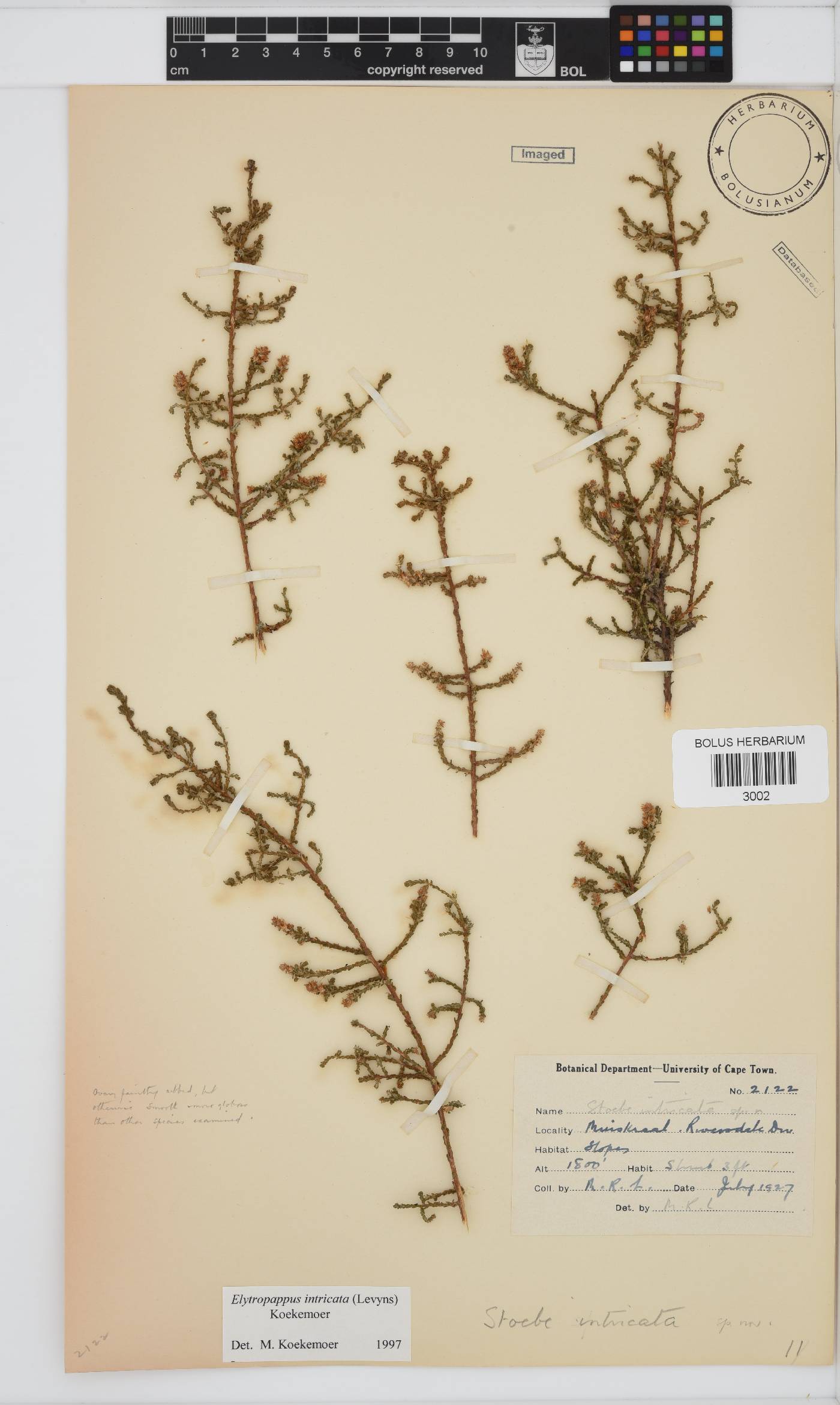 Myrovernix intricata image