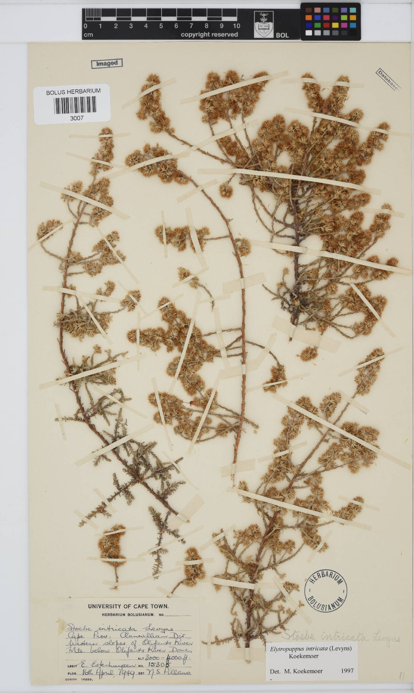 Myrovernix intricata image