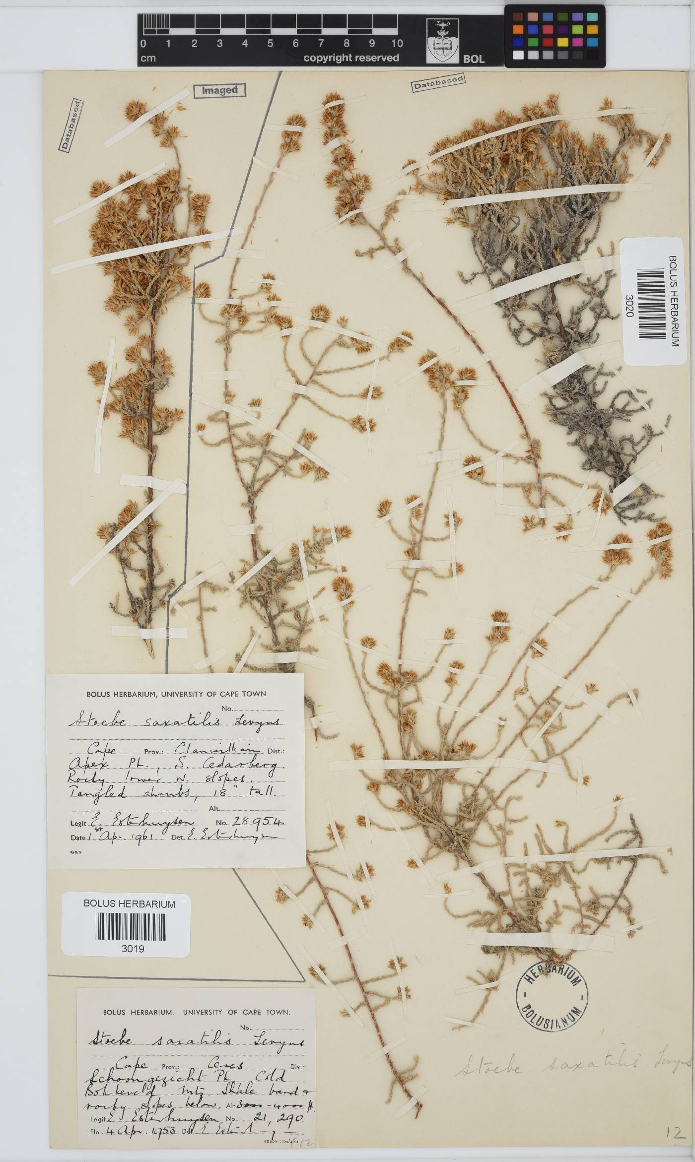 Seriphium saxatilis image