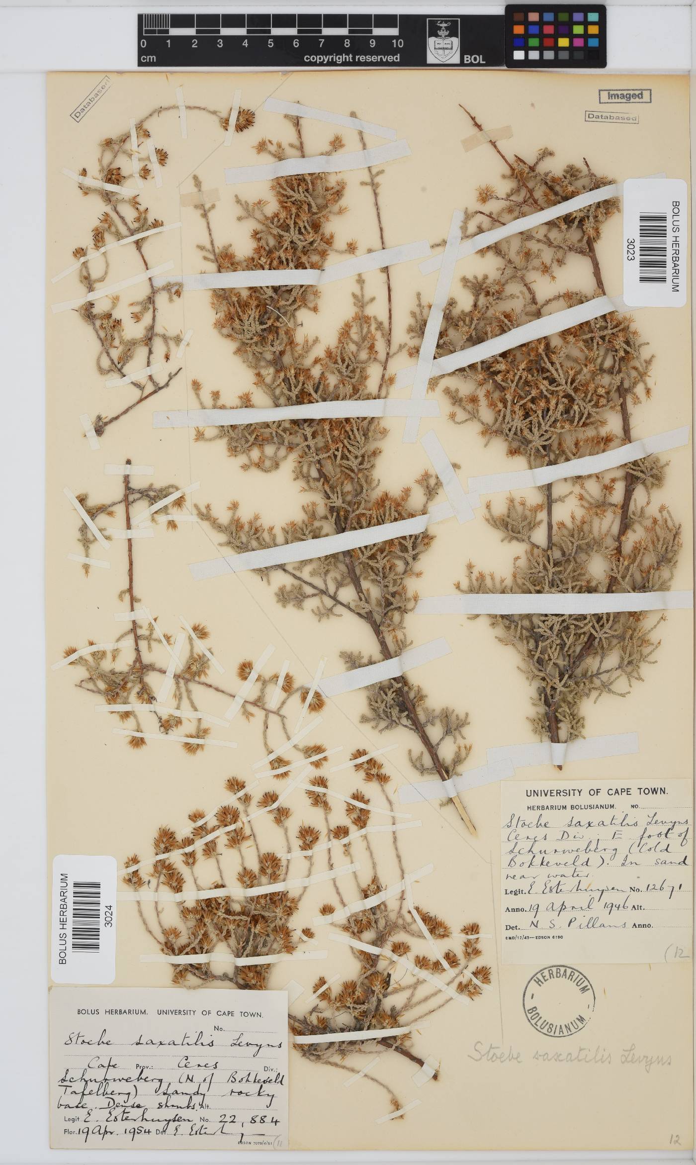 Seriphium saxatilis image