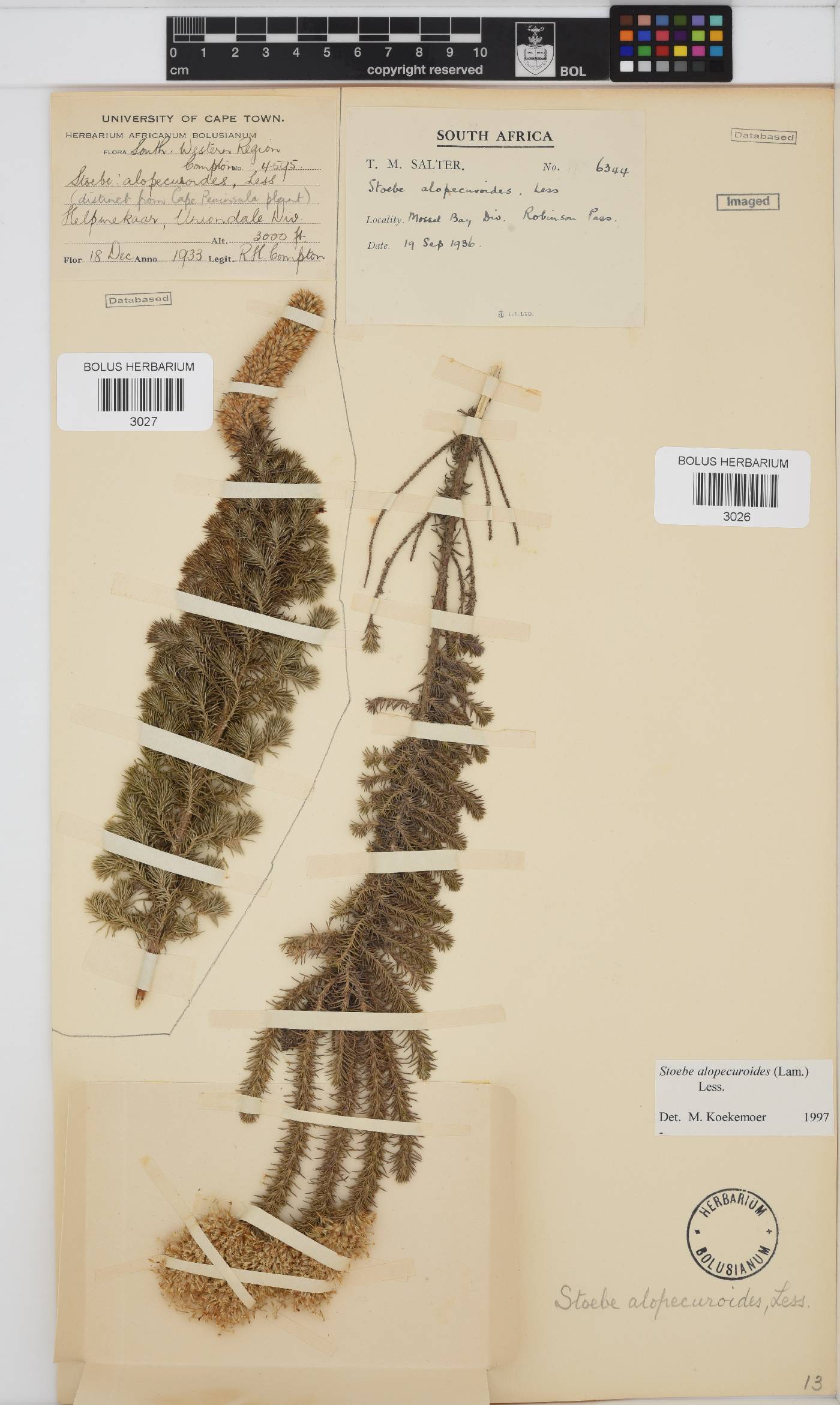 Stoebe alopecuroides image
