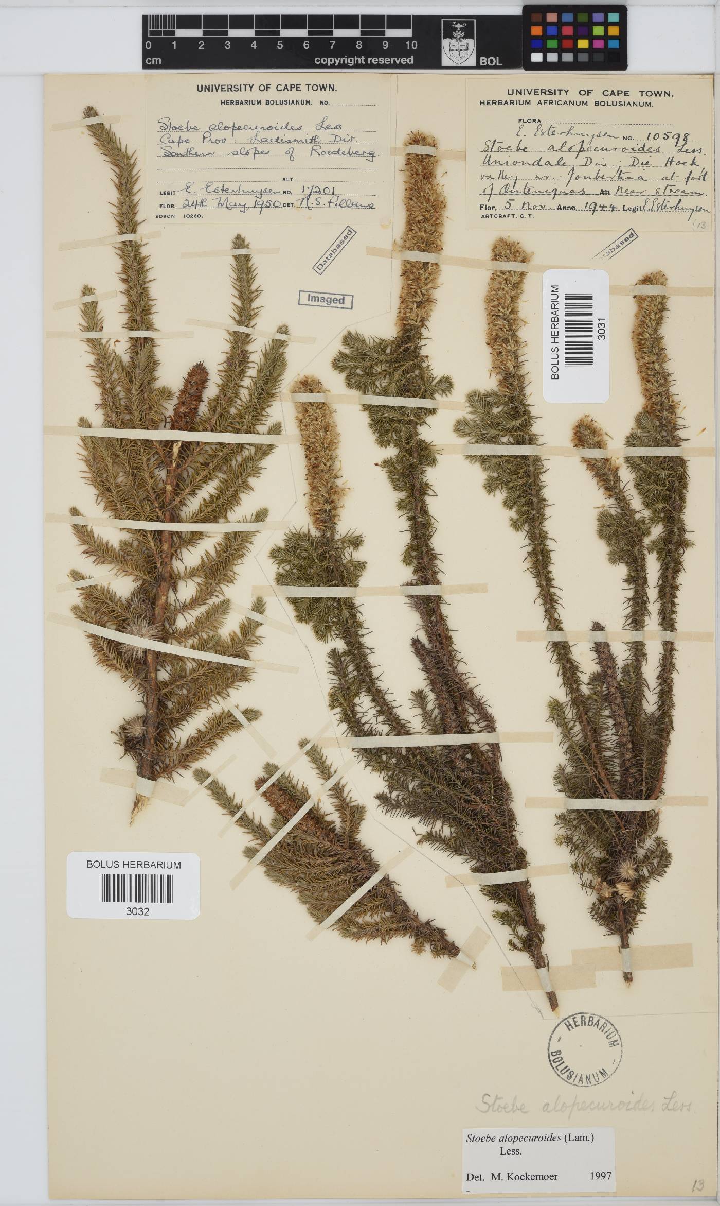 Stoebe alopecuroides image