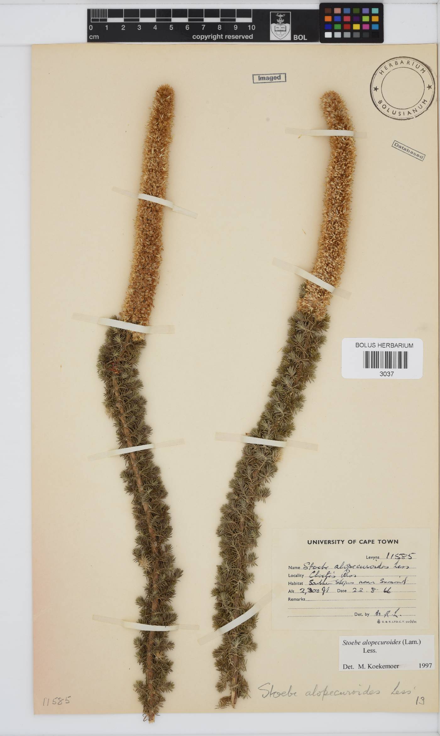 Stoebe alopecuroides image