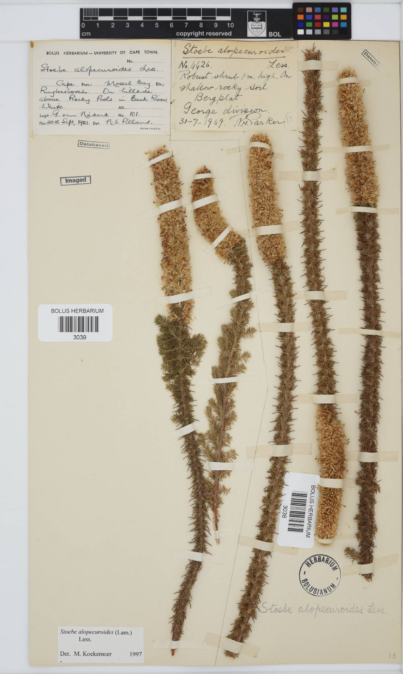 Stoebe alopecuroides image