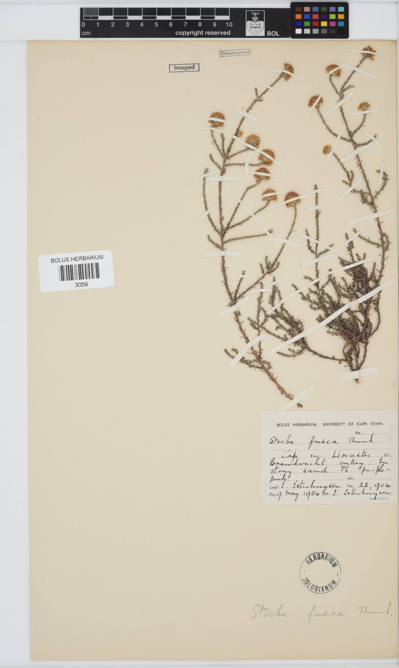 Stoebe fusca image