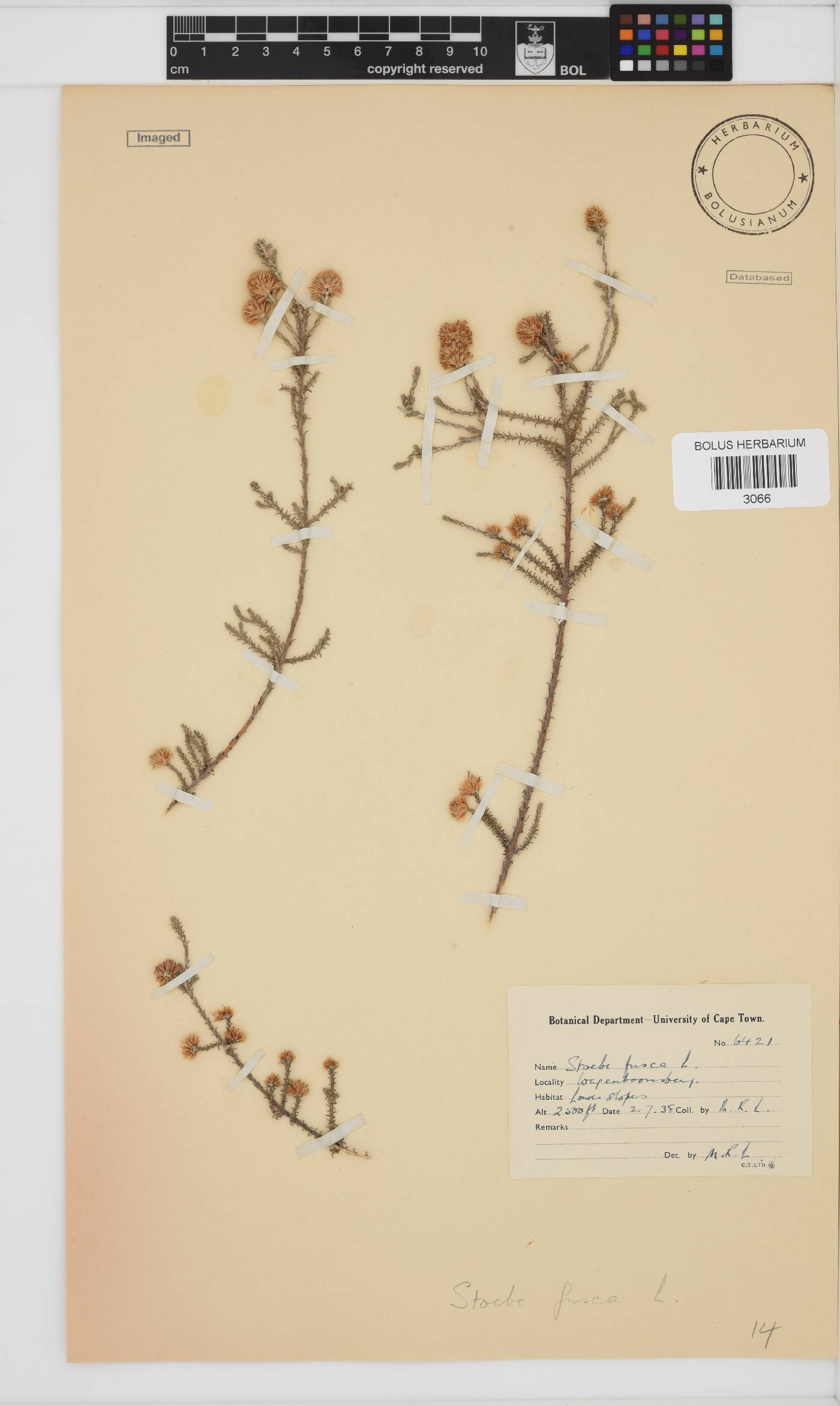 Stoebe fusca image