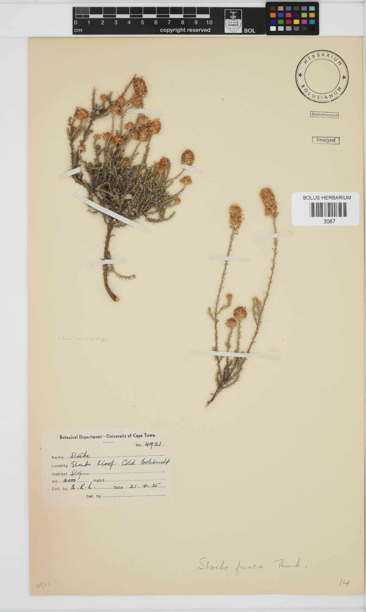 Stoebe fusca image