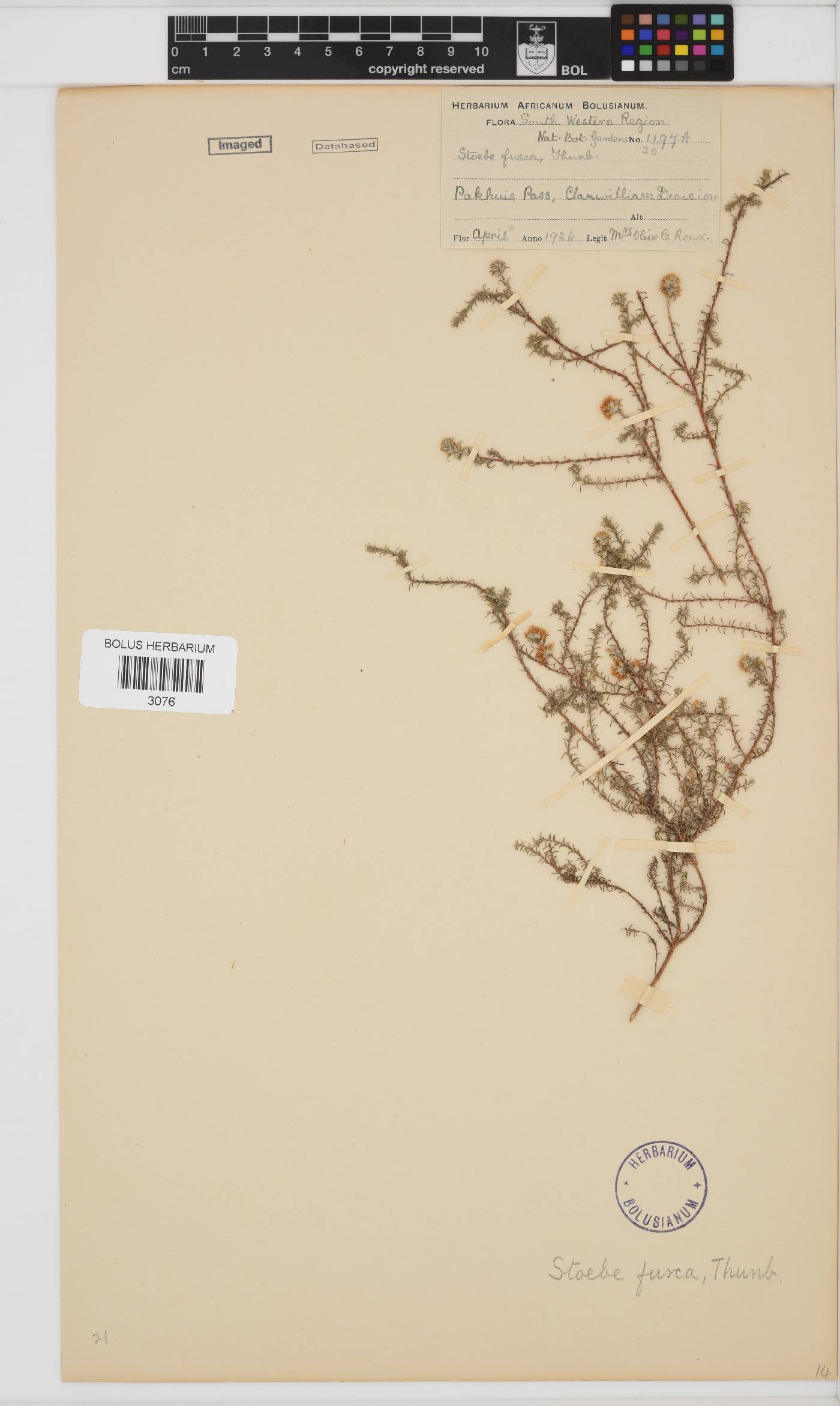 Stoebe fusca image