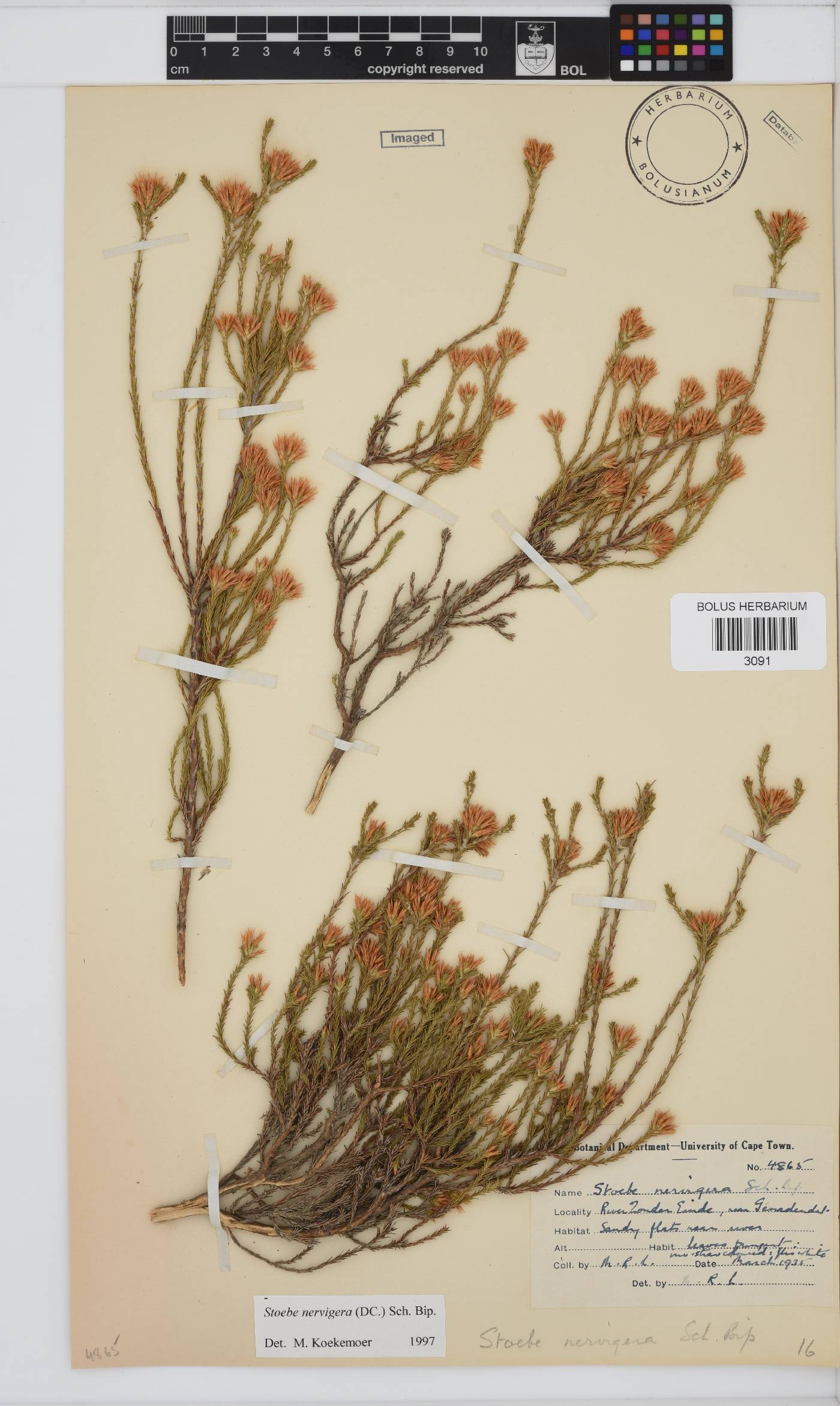 Stoebe nervigera image