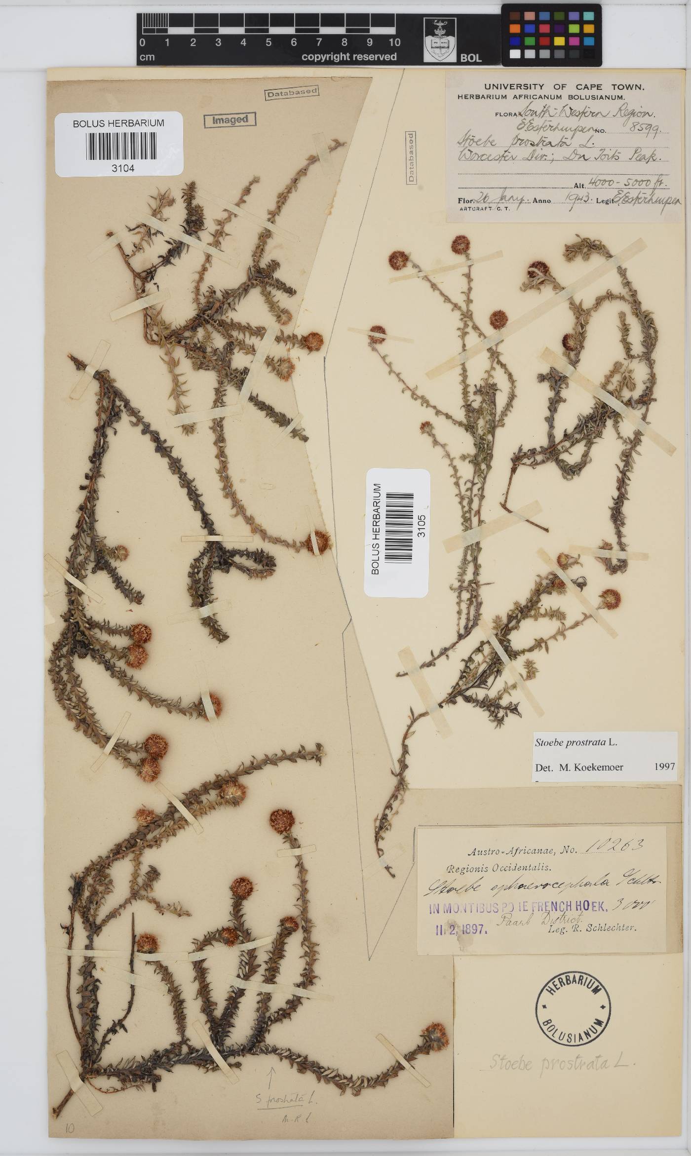 Stoebe prostrata image