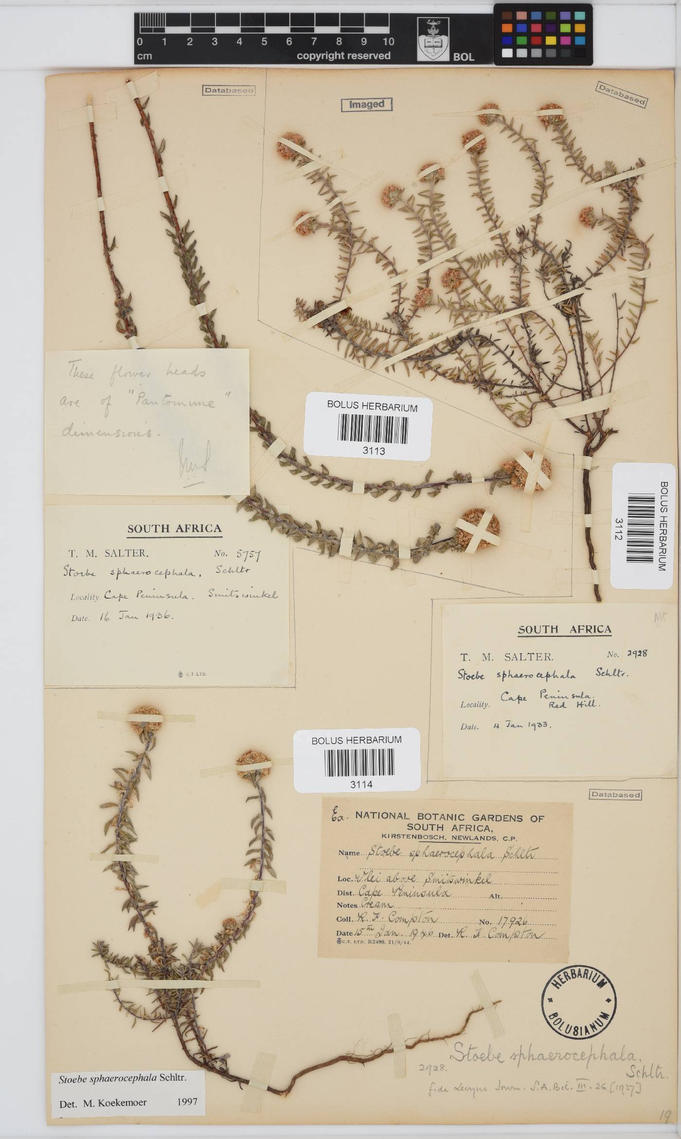 Stoebe cyathuloides image