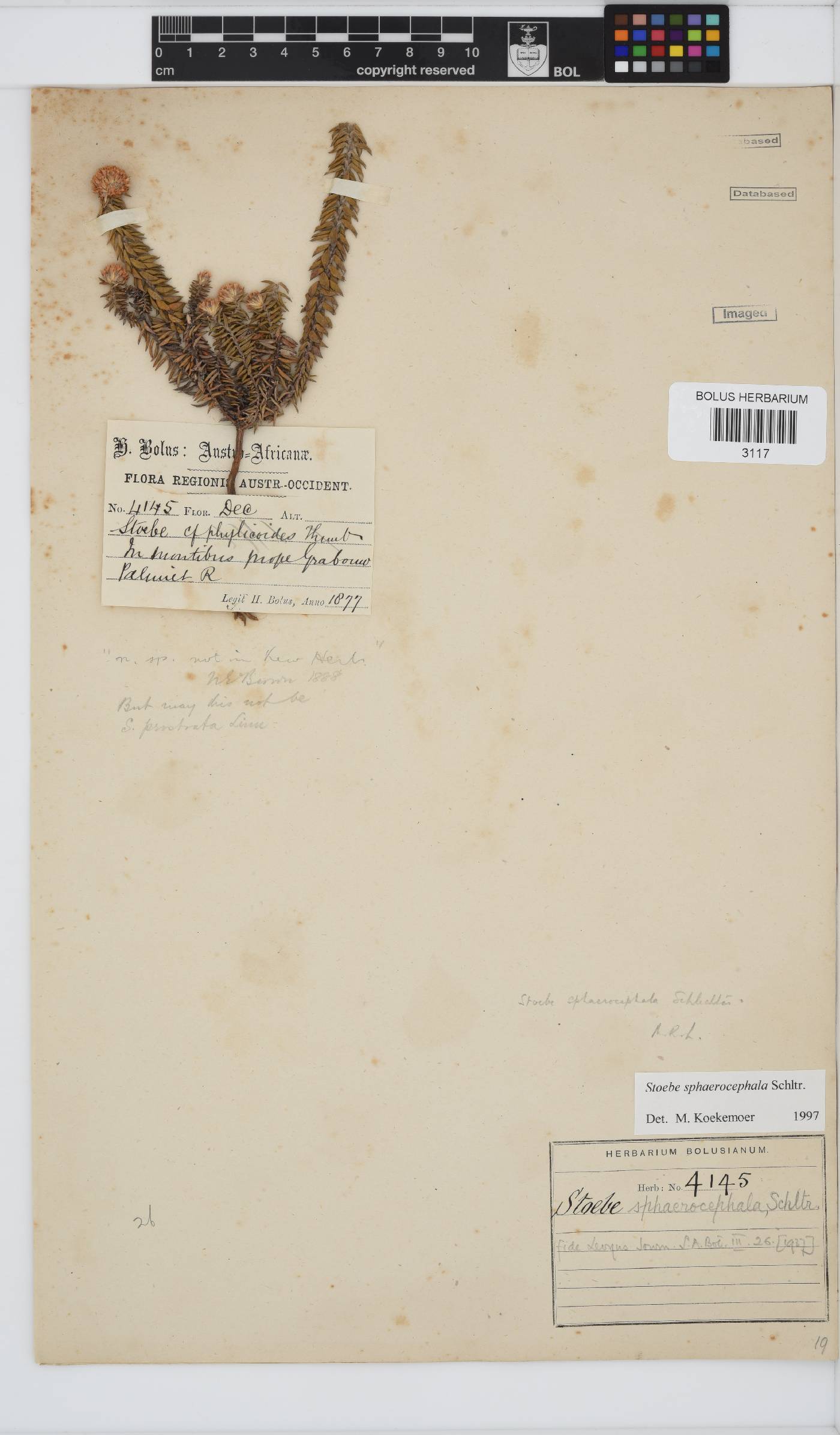 Stoebe cyathuloides image