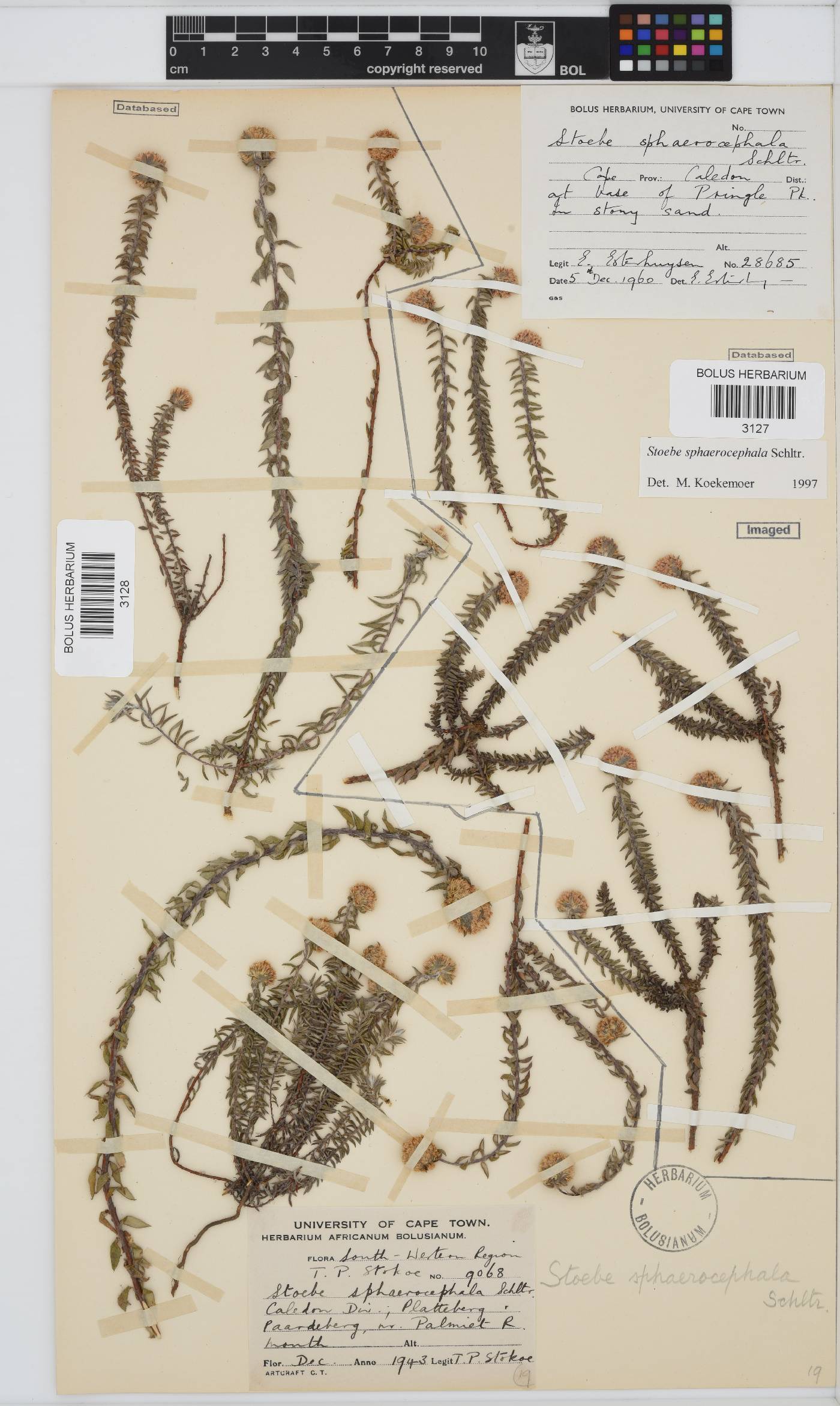 Stoebe cyathuloides image