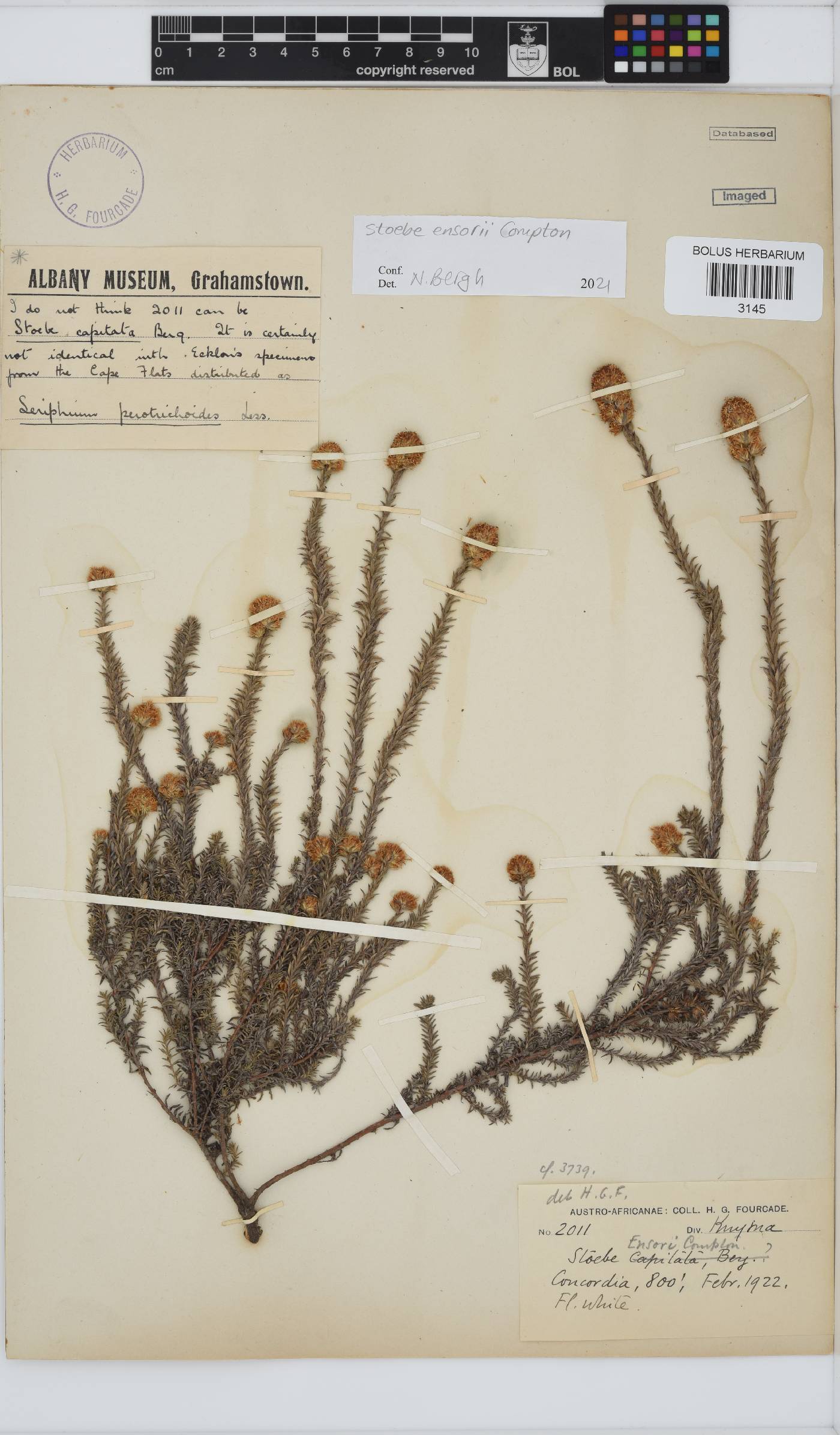 Stoebe phyllostachya image