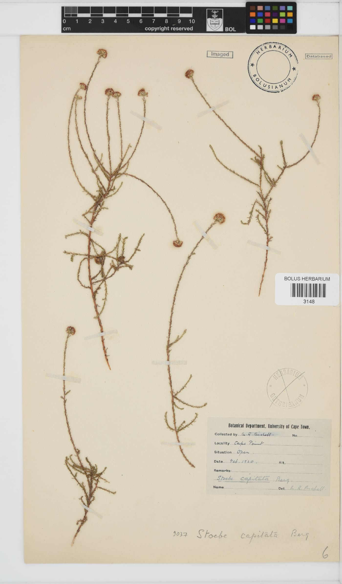 Stoebe image