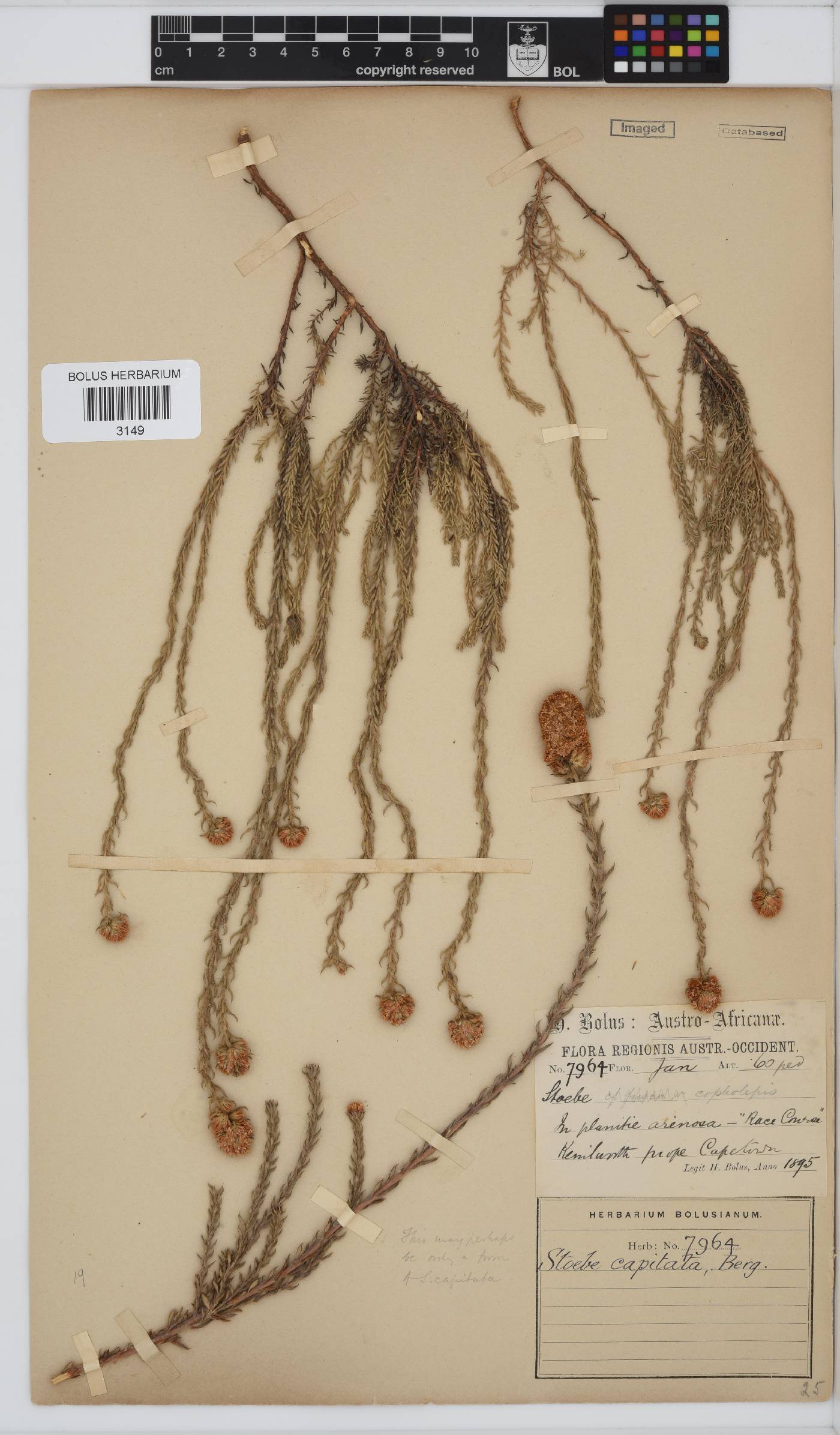 Stoebe capitata image