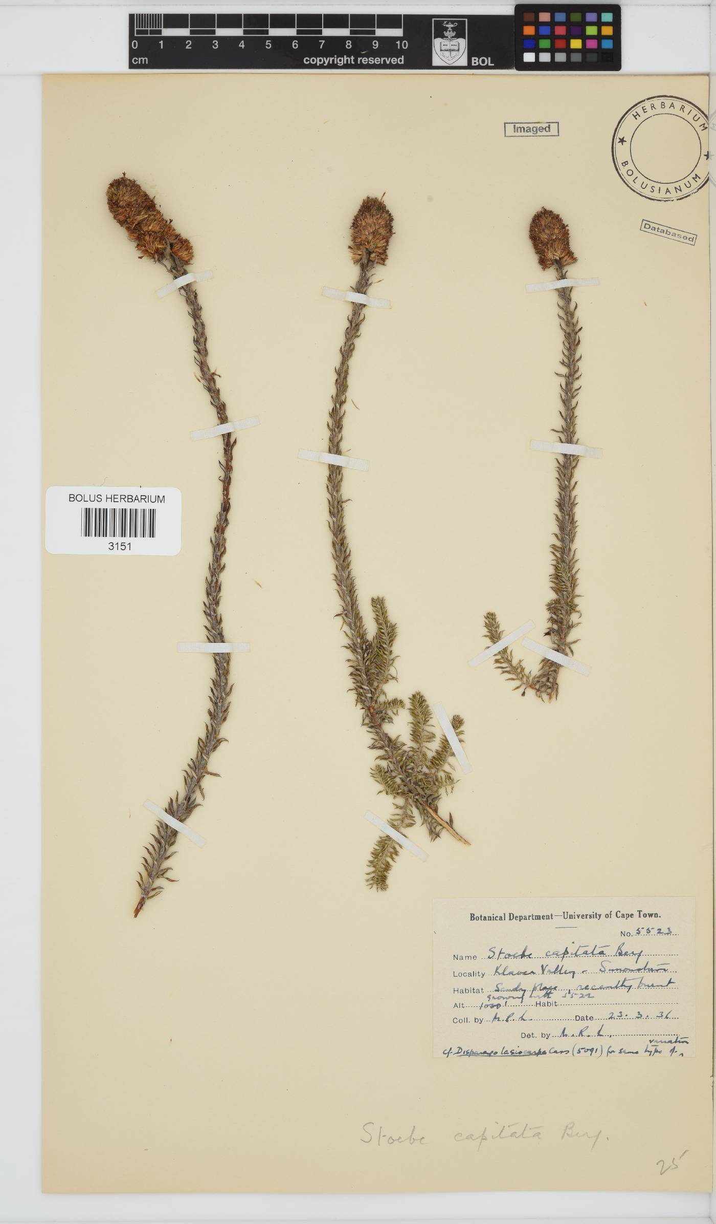 Stoebe capitata image