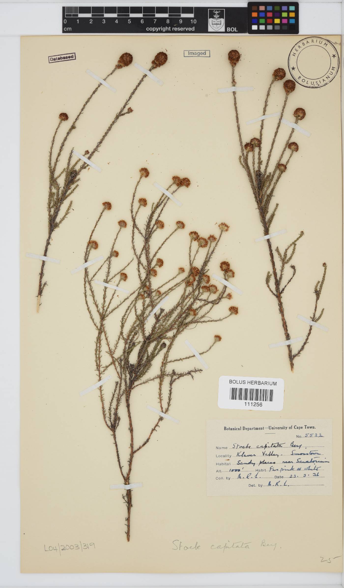 Stoebe capitata image