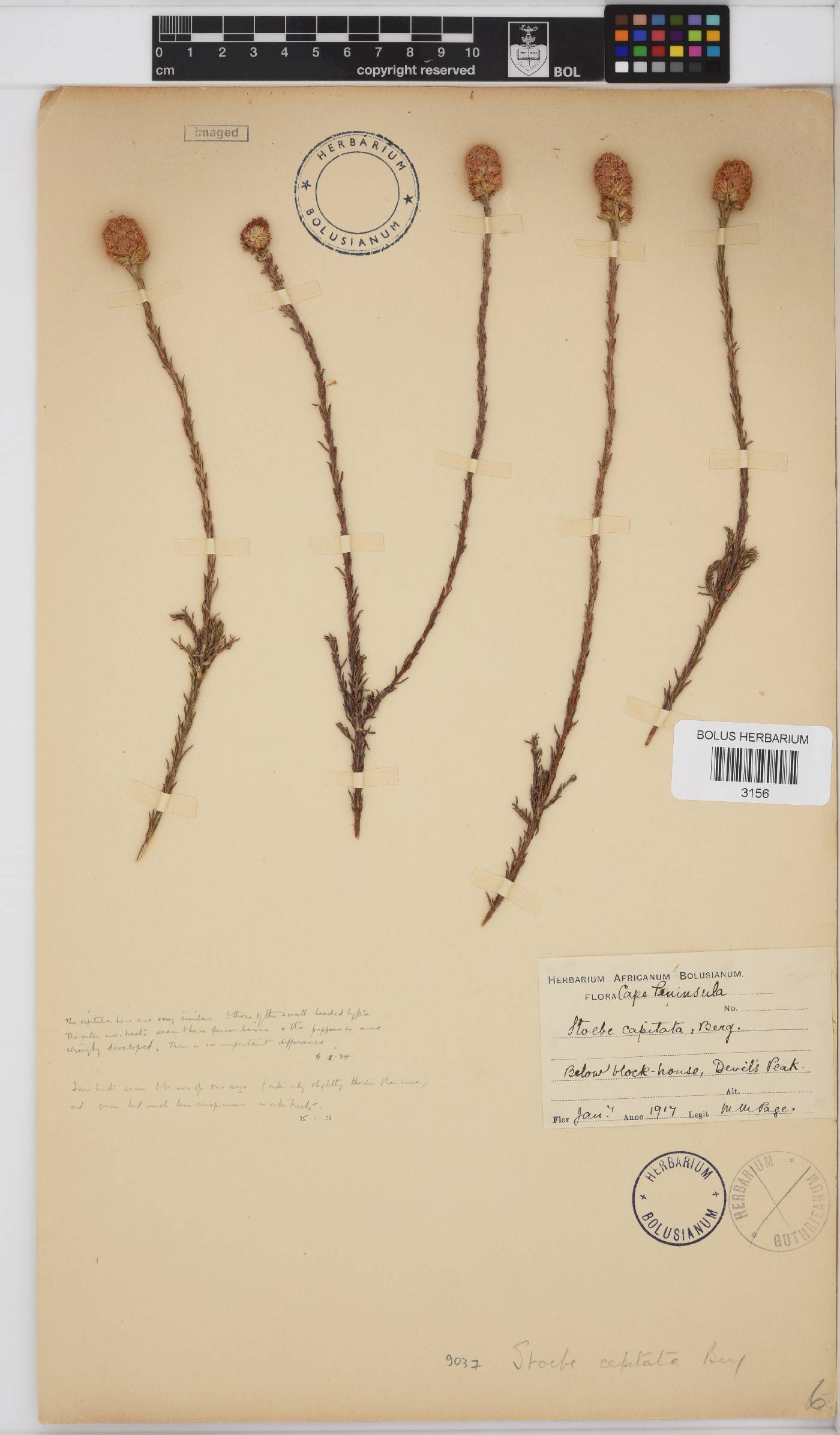 Stoebe capitata image