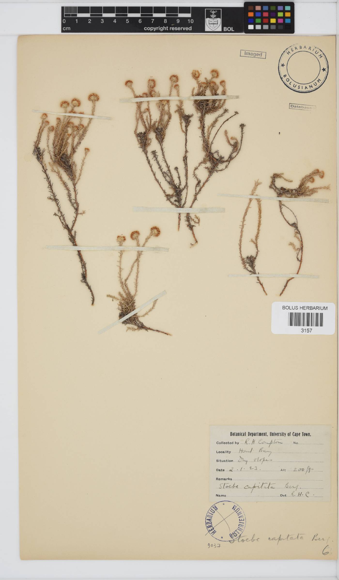 Stoebe capitata image