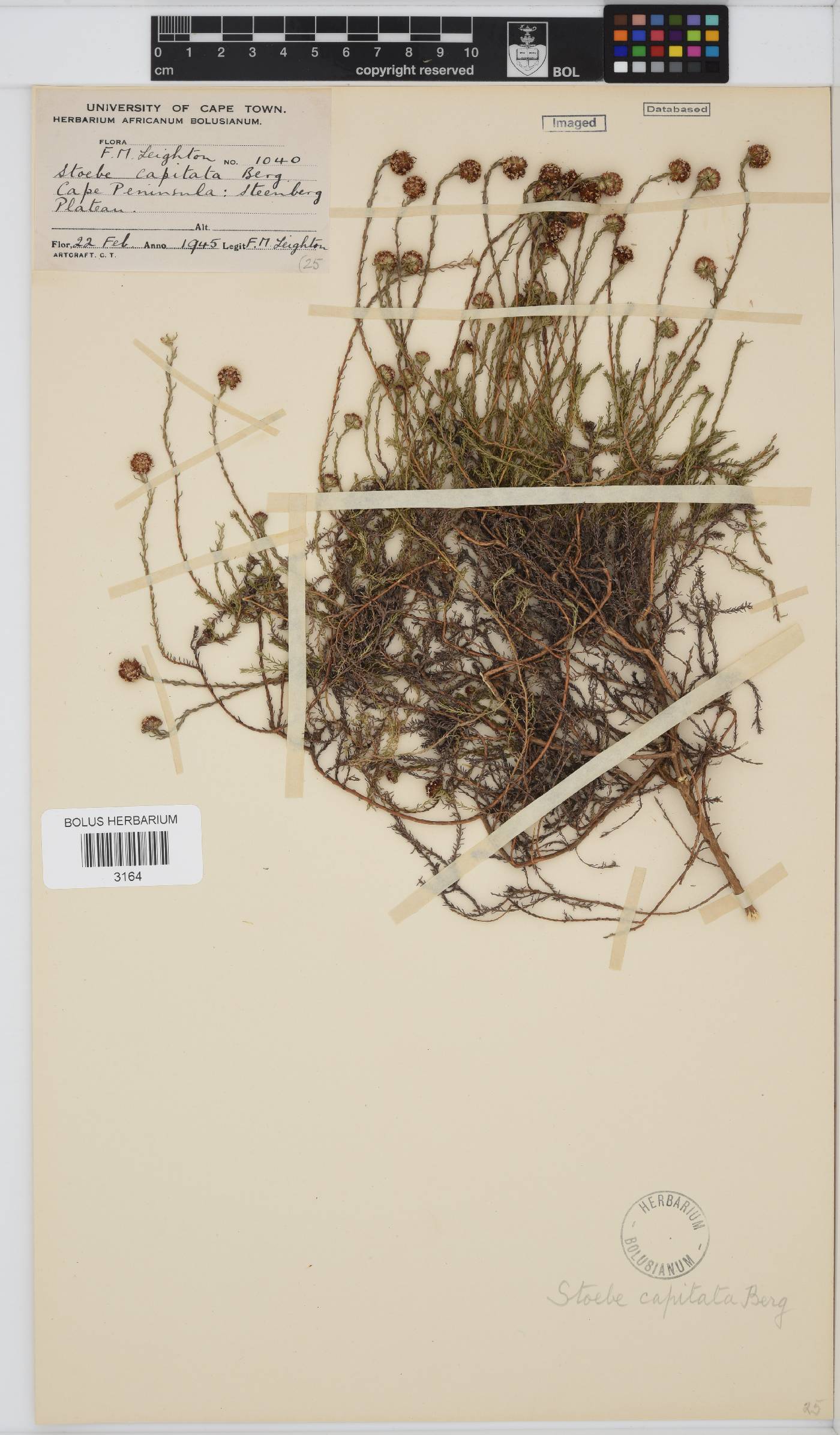 Stoebe capitata image