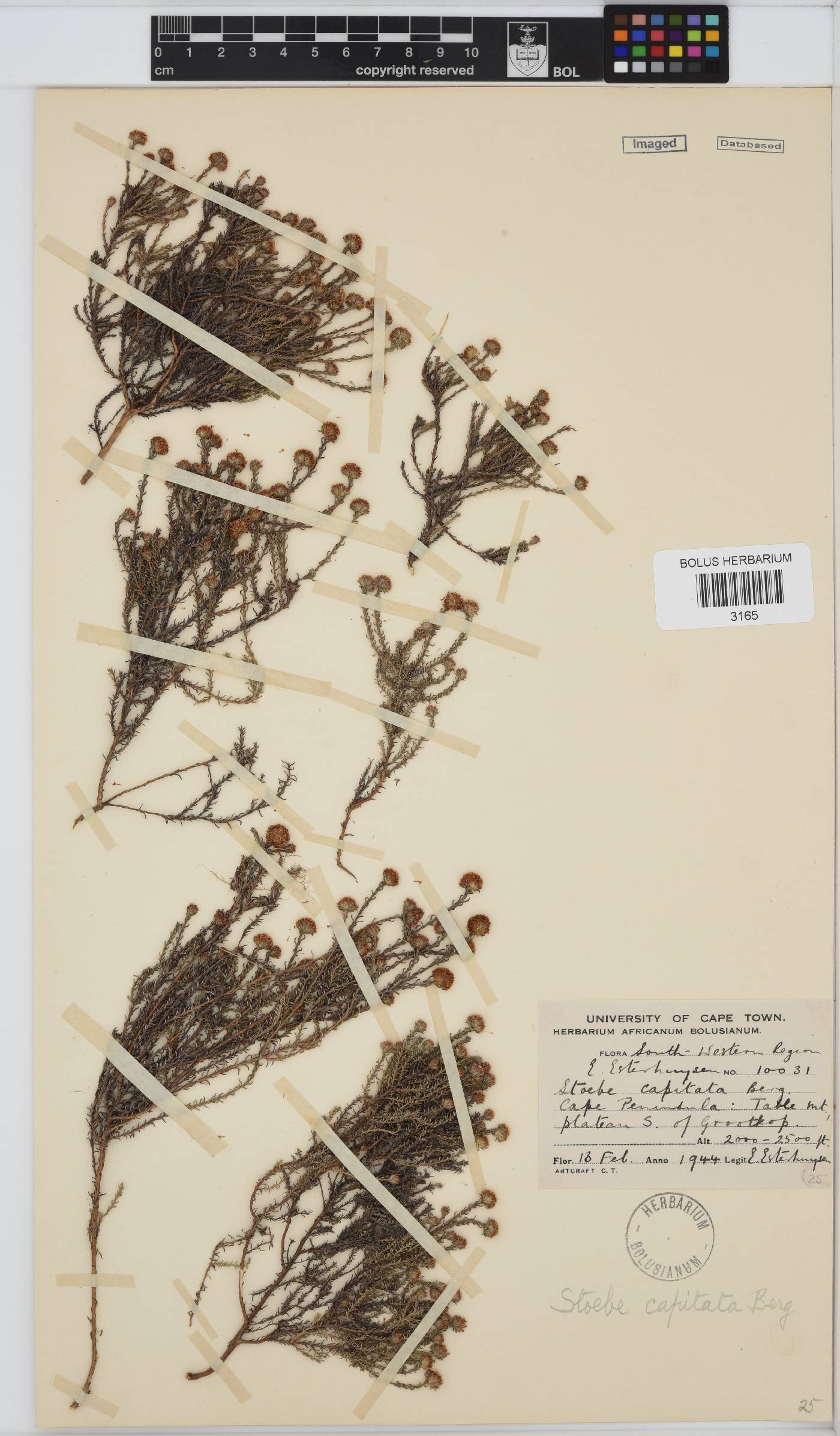 Stoebe capitata image