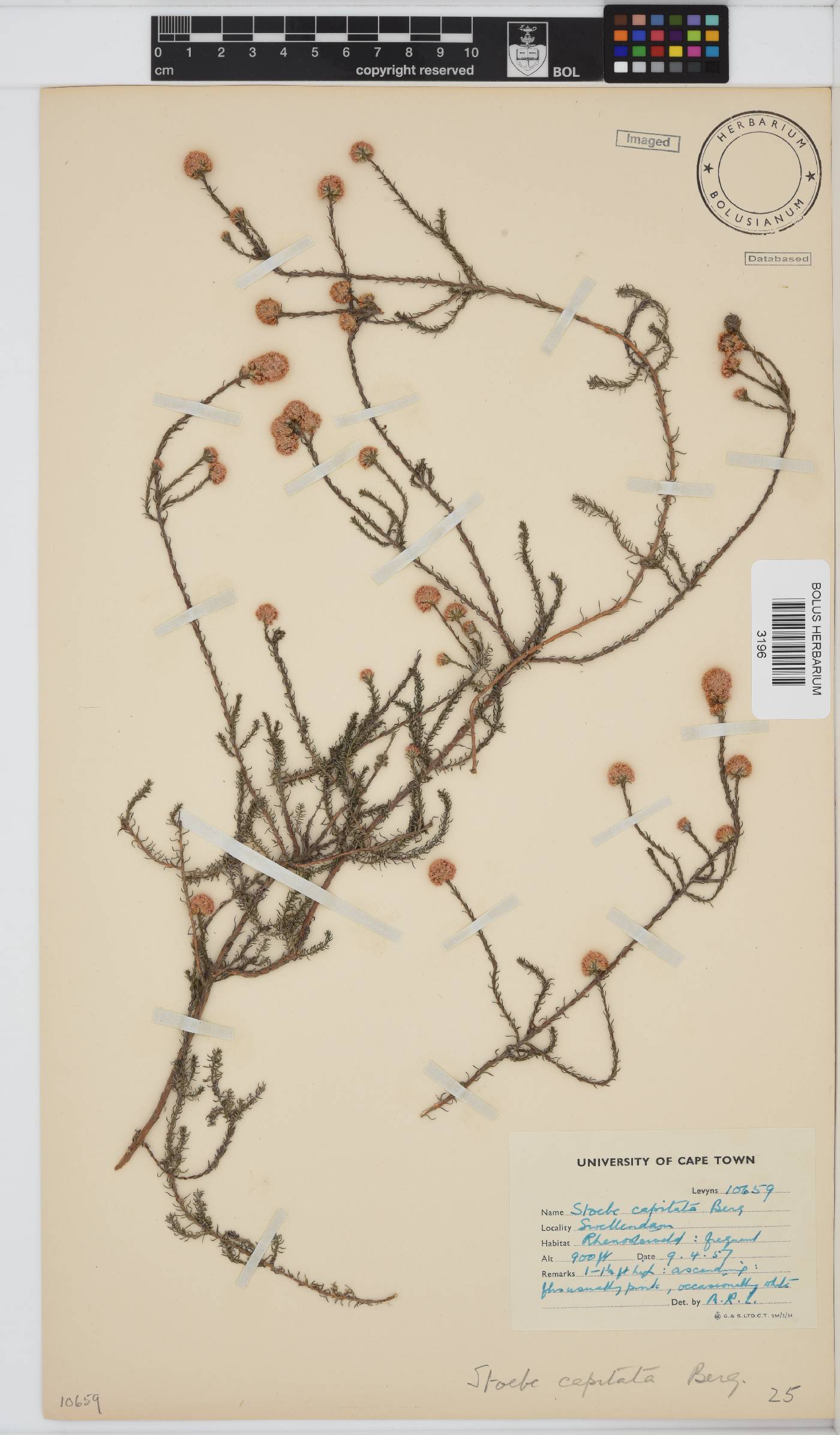 Stoebe capitata image