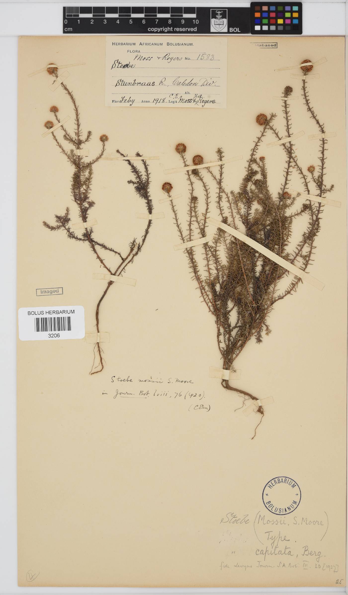 Stoebe capitata image