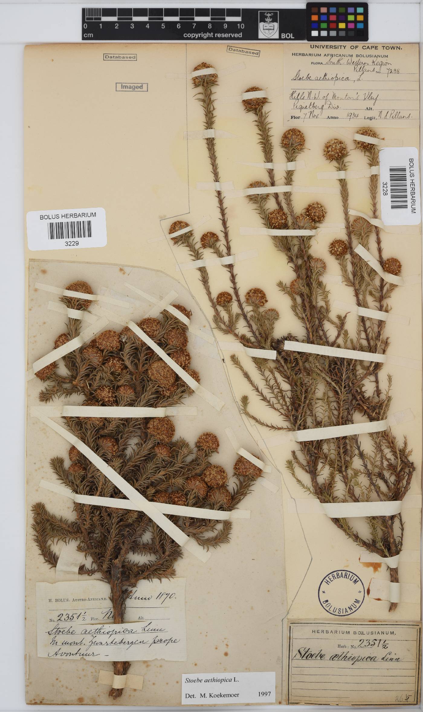 Stoebe aethiopica image