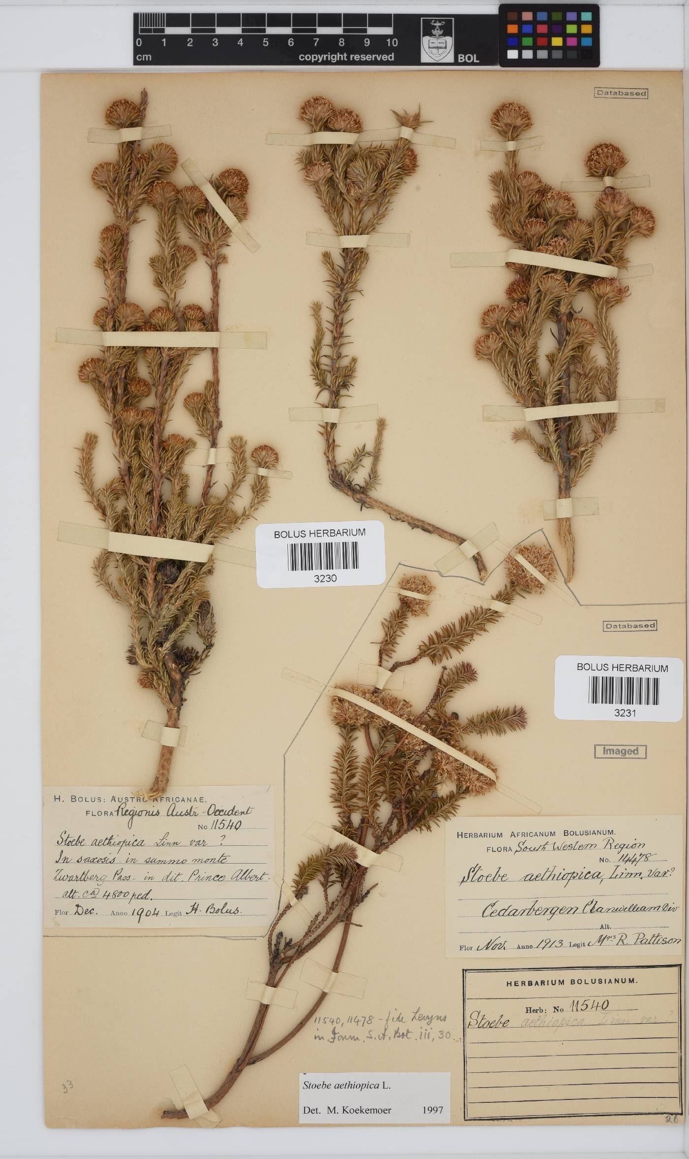 Stoebe aethiopica image