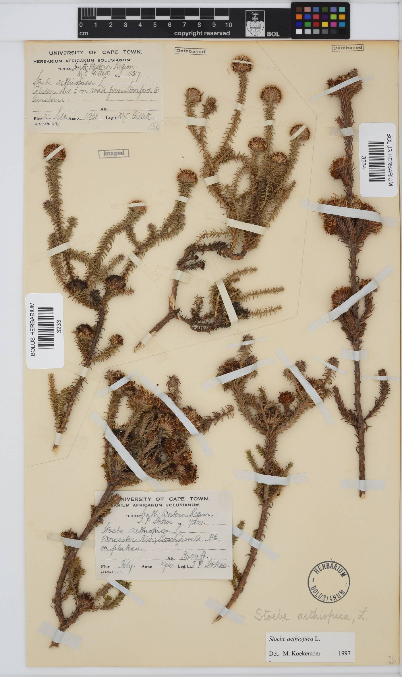 Stoebe aethiopica image