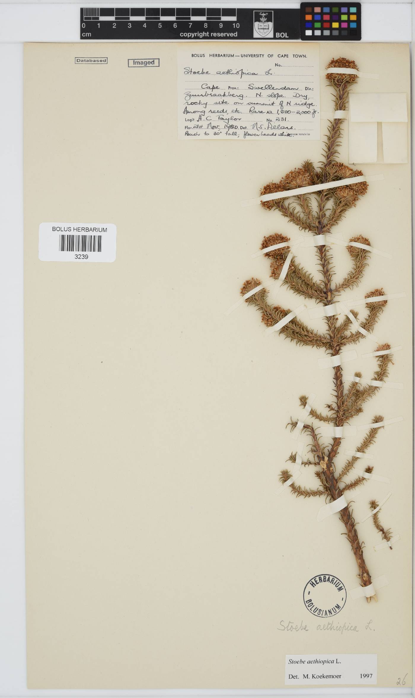 Stoebe aethiopica image