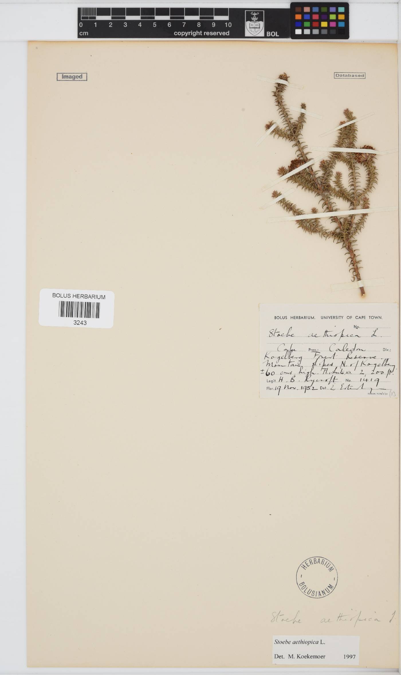 Stoebe aethiopica image