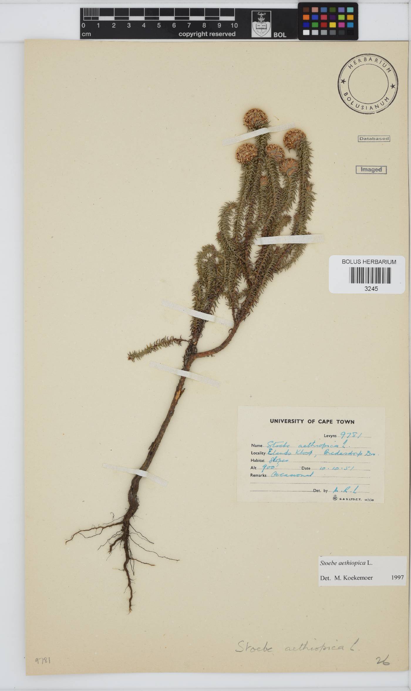 Stoebe aethiopica image