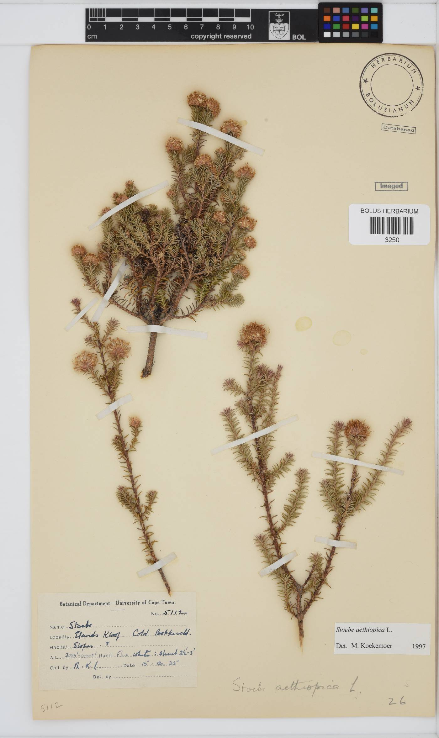 Stoebe aethiopica image