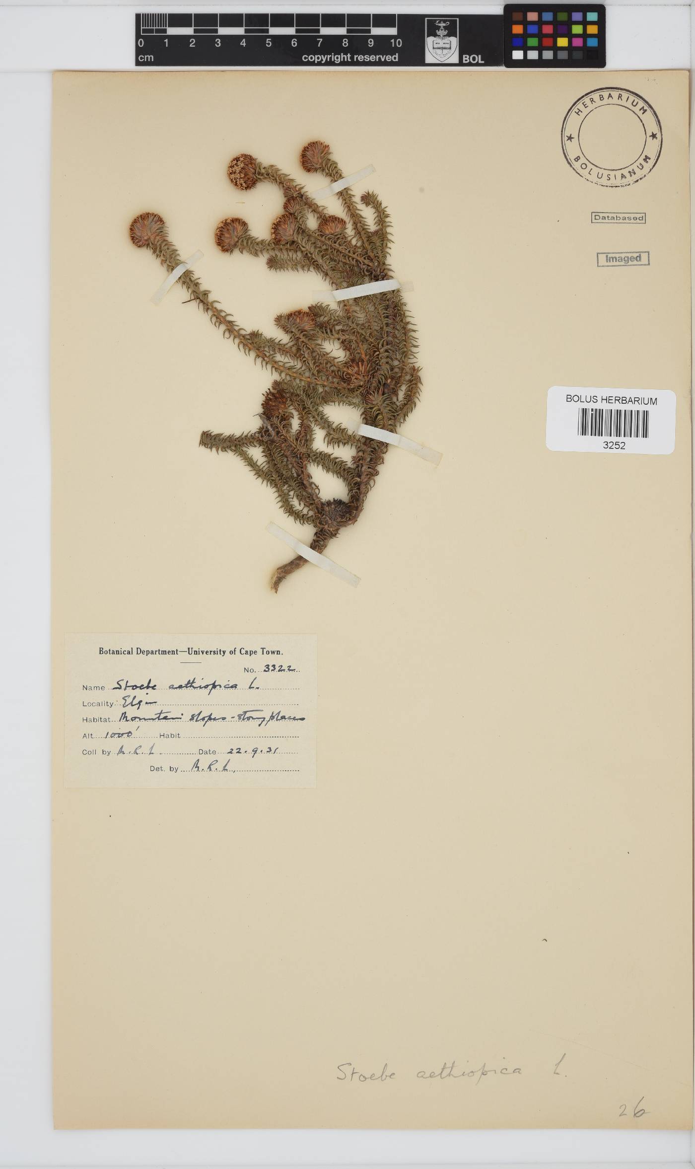 Stoebe aethiopica image