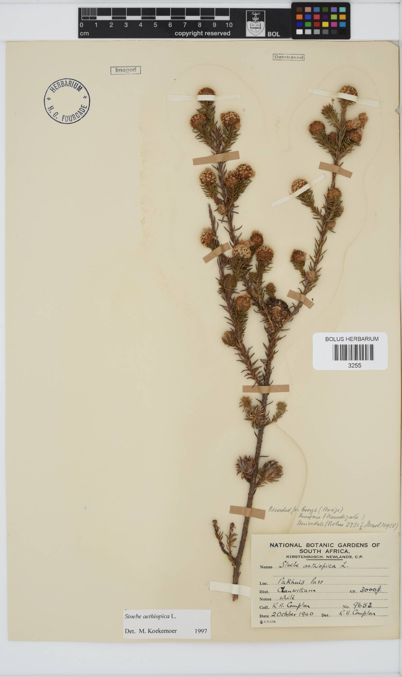 Stoebe aethiopica image
