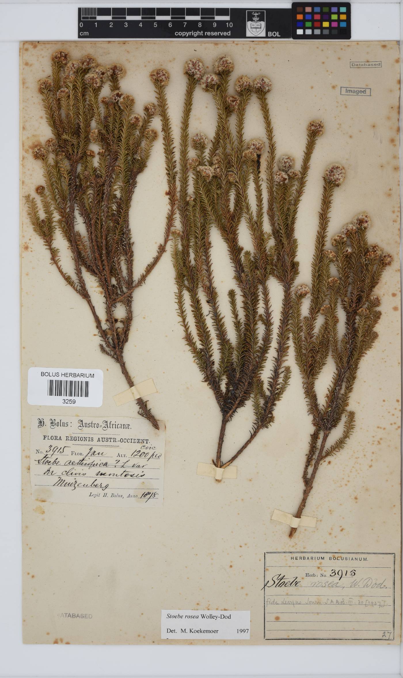 Stoebe rosea image