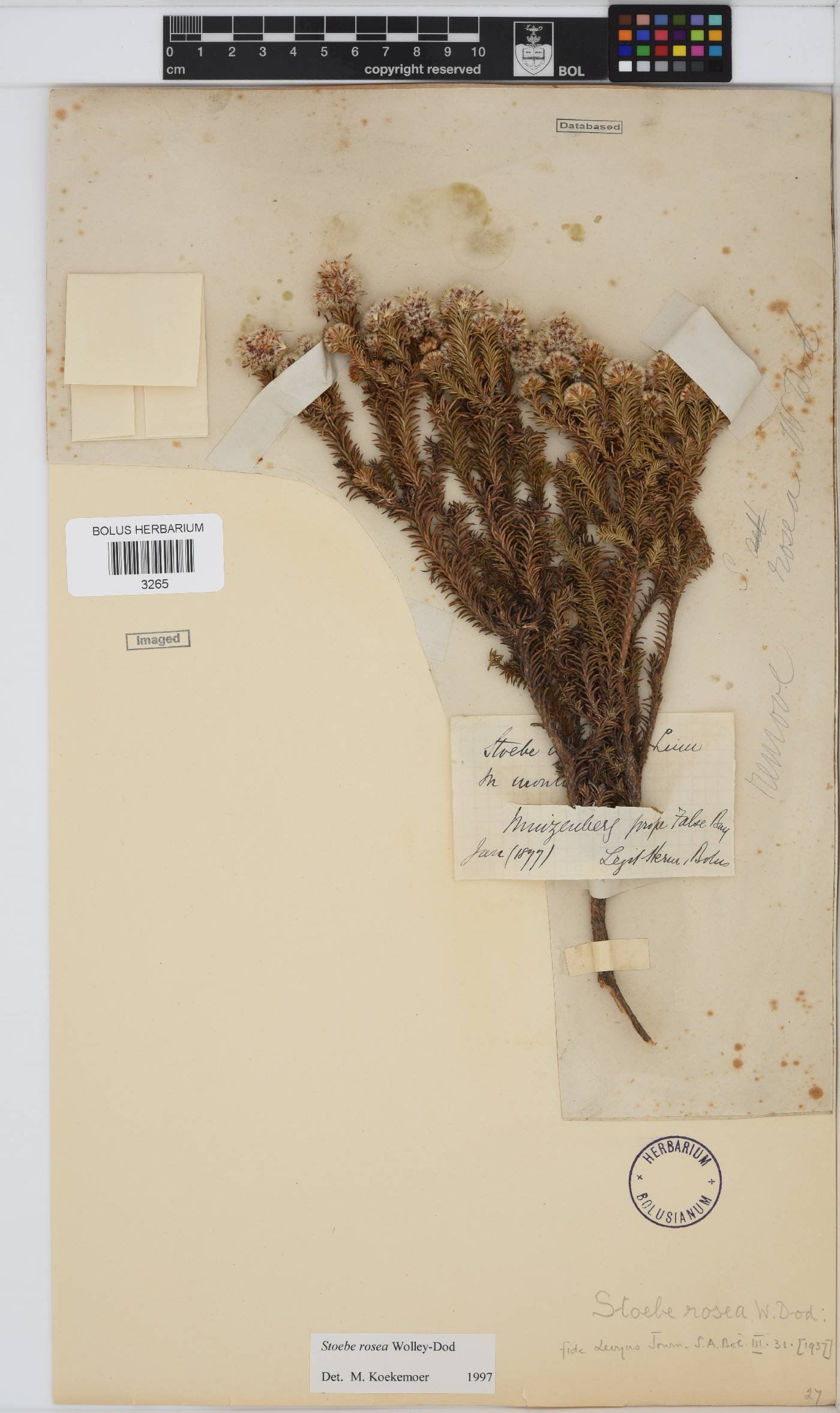Stoebe rosea image