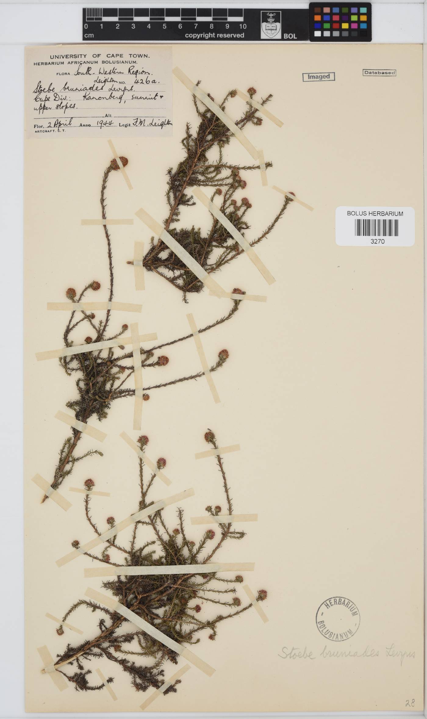 Stoebe capitata image
