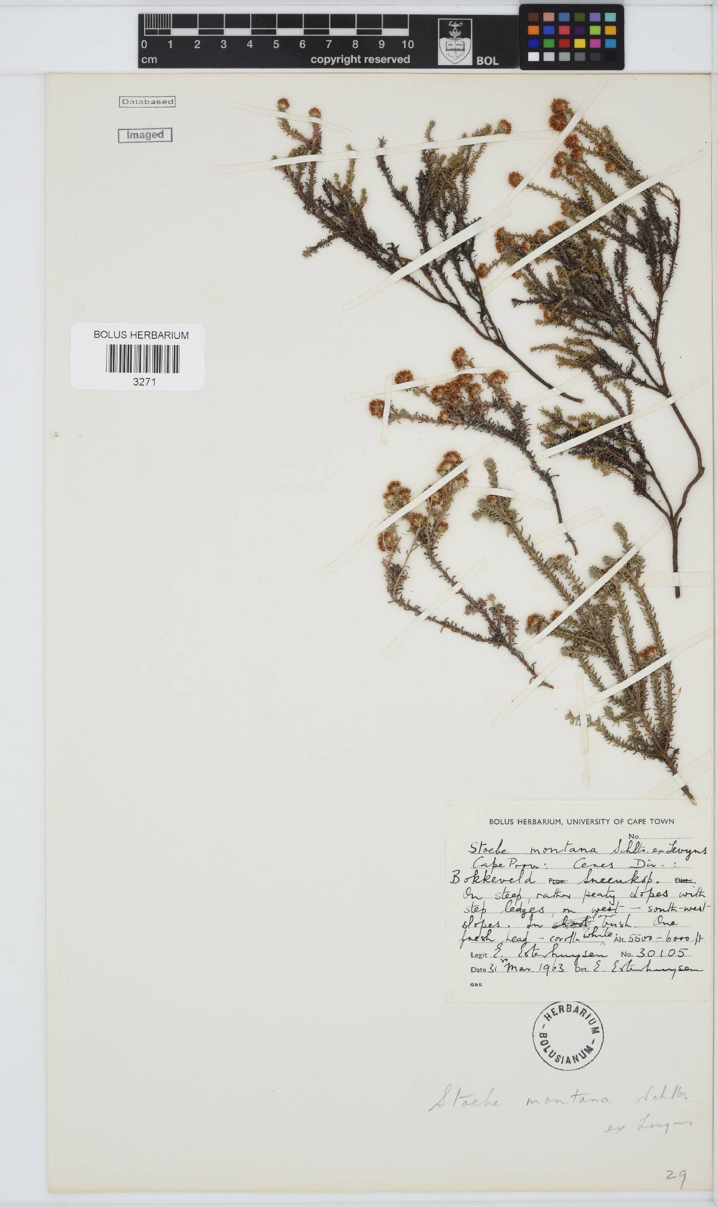 Stoebe montana image