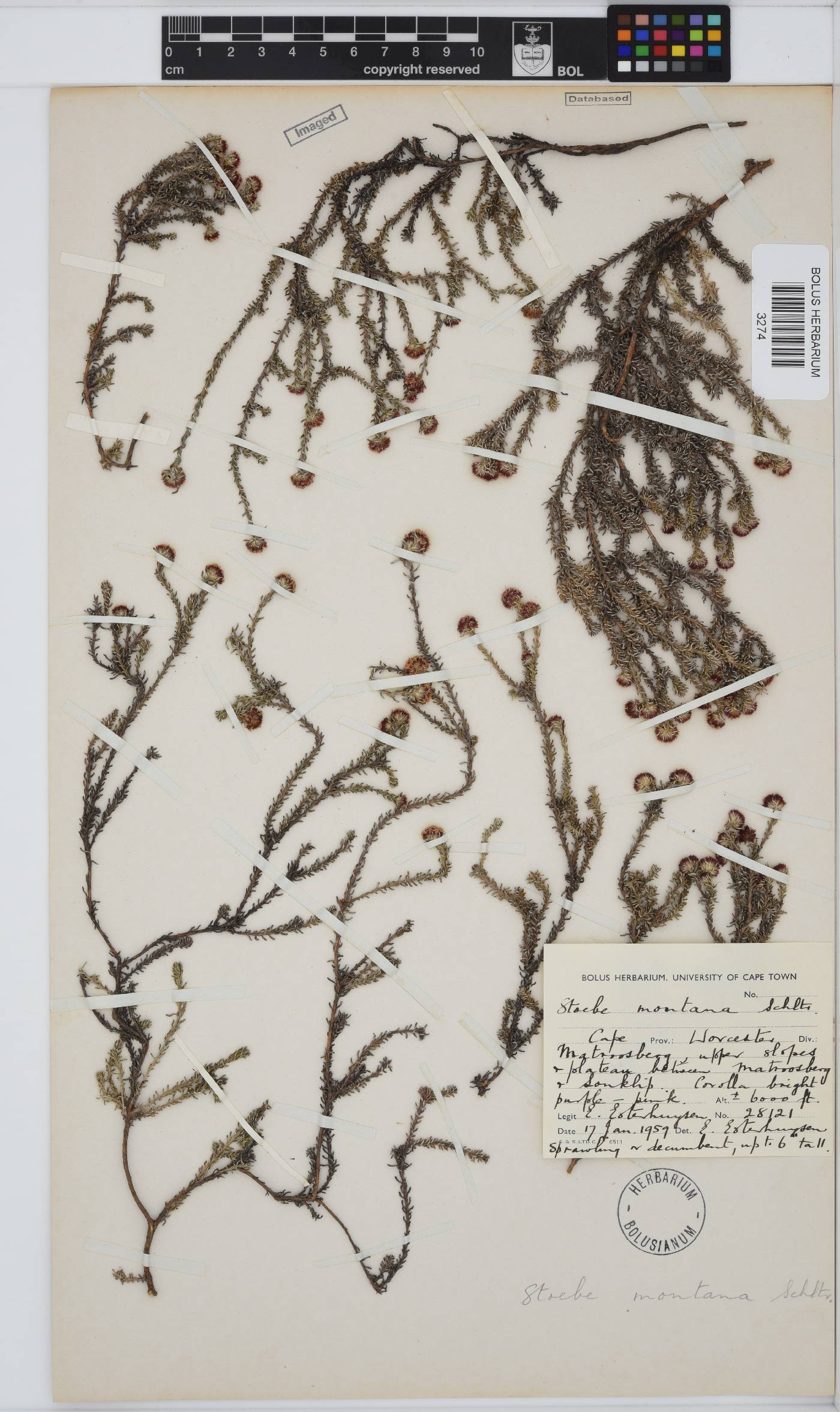 Stoebe montana image