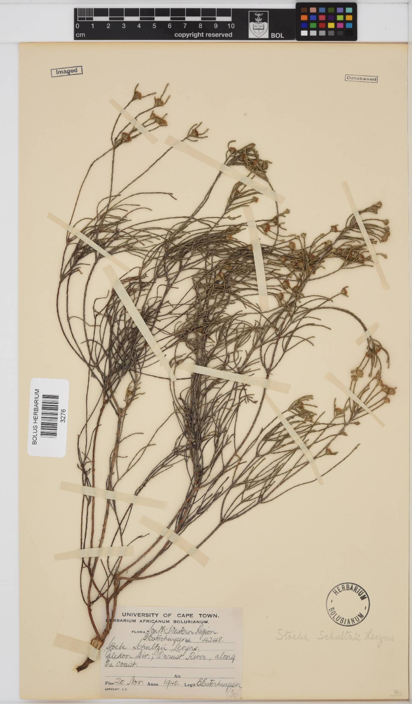 Stoebe schultzii image